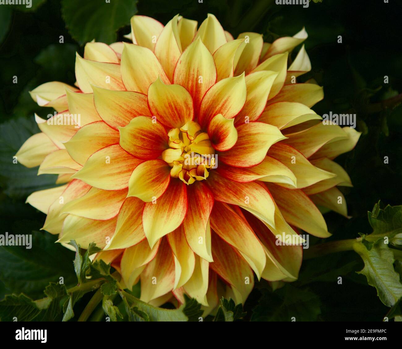 Dahlia pompier capturé à Swan Island Dahlias à Canby, Oregon, États-Unis Banque D'Images