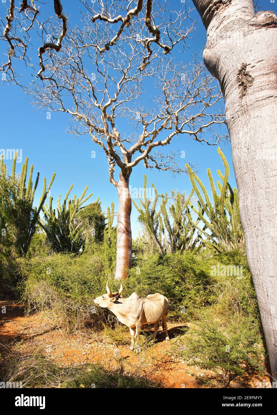 Bétail de zébu debout sous un petit baobab, plus de buissons et de poulpes en arrière-plan Banque D'Images