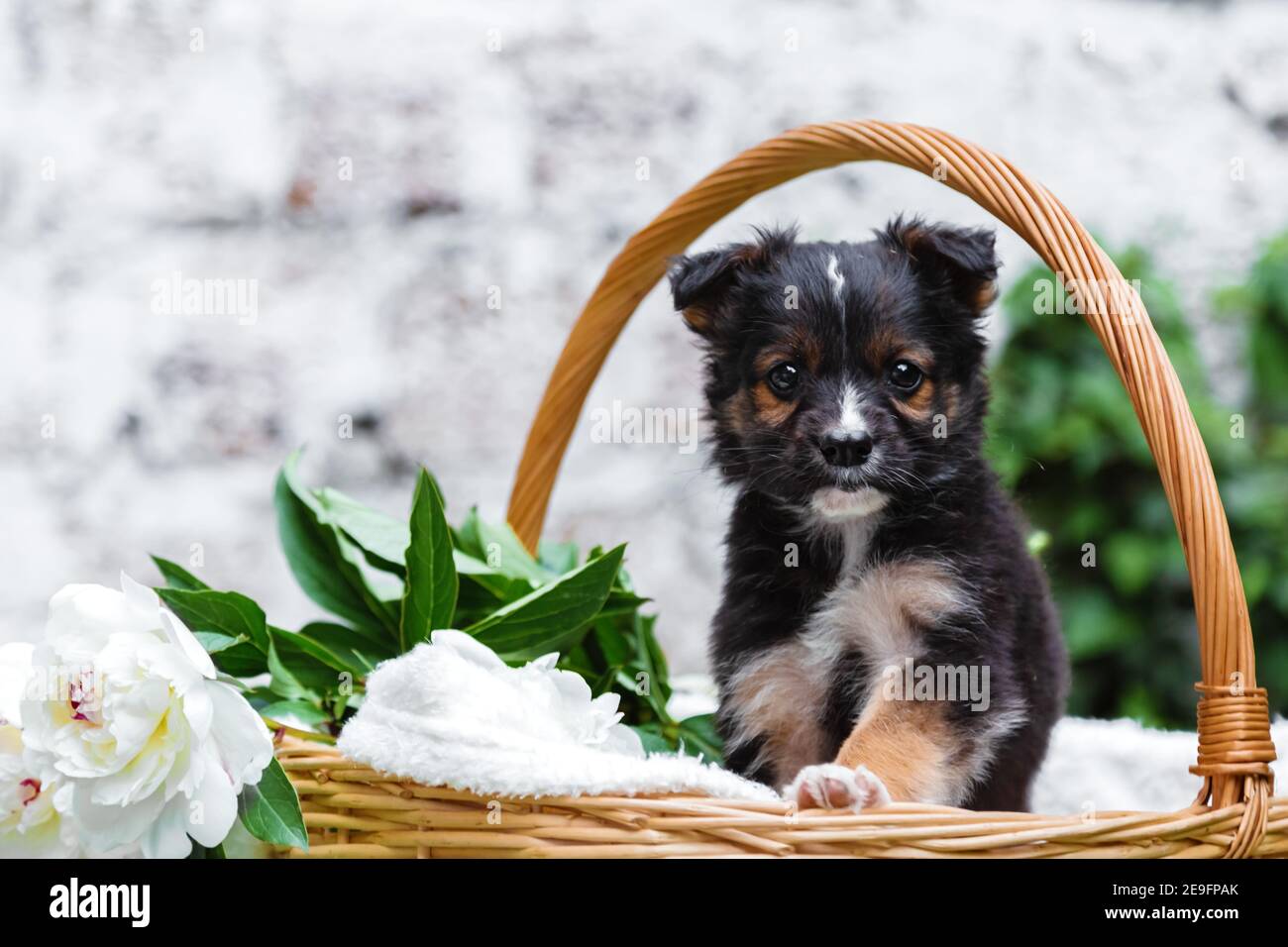 Portrait de chien de chiot dans un panier avec bouquet de fleurs à l'extérieur. Adorable jeune animal domestique brun chiot assis avec patte sur le bord du panier comme cadeau Banque D'Images