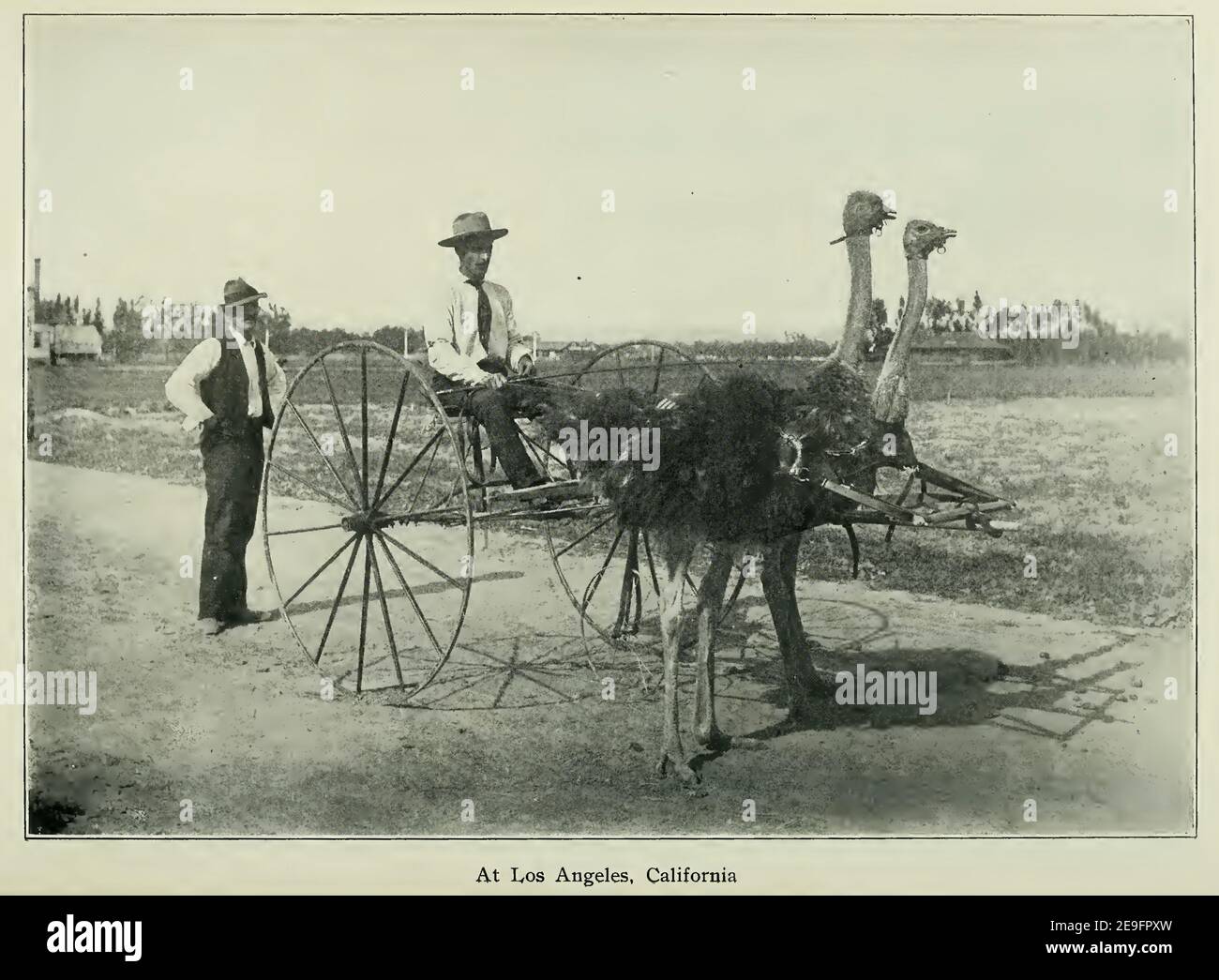 Photo originale de deux autruches attelées à un buggy. Banque D'Images