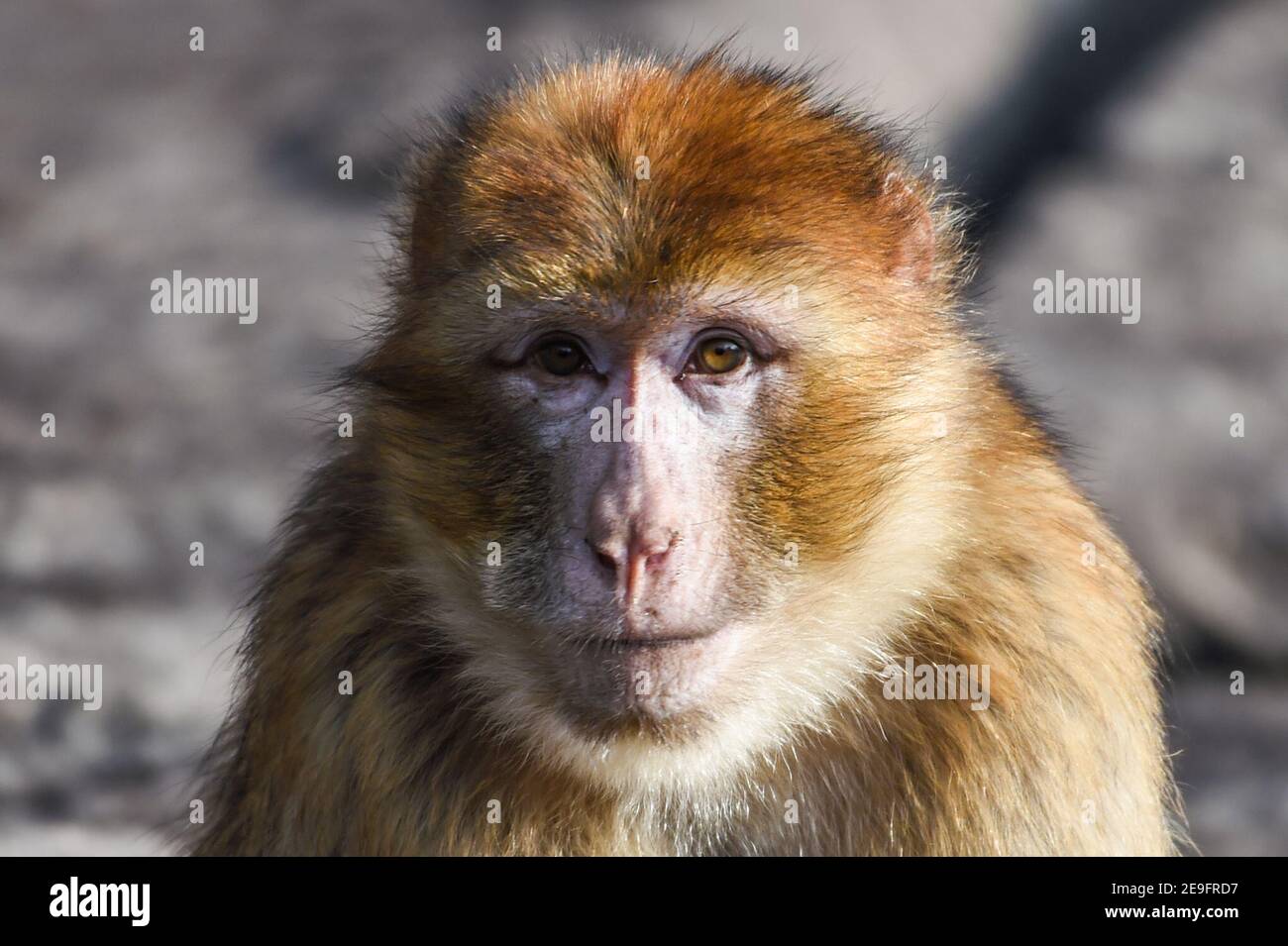 Berlin, Allemagne. 27 janvier 2021. Un singe Barbary (Macaca sylvanus) regarde dans une caméra. D'une superficie de 160 hectares, le zoo est le plus grand parc animalier d'Europe. Sa population comprend près de 8,000 animaux. Credit: Kira Hofmann/dpa-Zentralbild/ZB/dpa/Alay Live News Banque D'Images