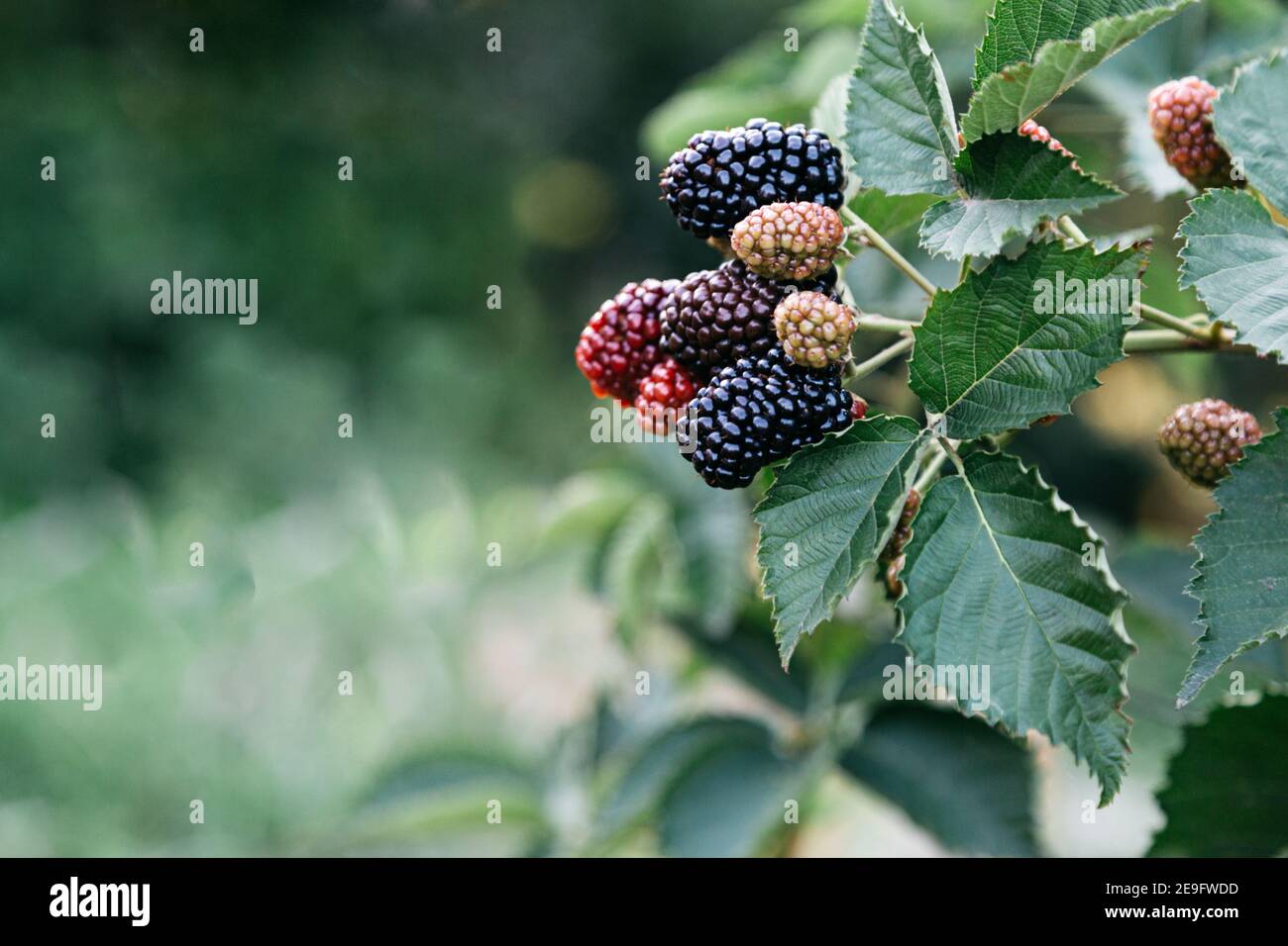 Les mûres mûres de la brousse sont mûres. Mûres et non mûres de mûres rouges et noires en cours de culture, de mûrissement et de cueillette. Baies juteuses bio Banque D'Images
