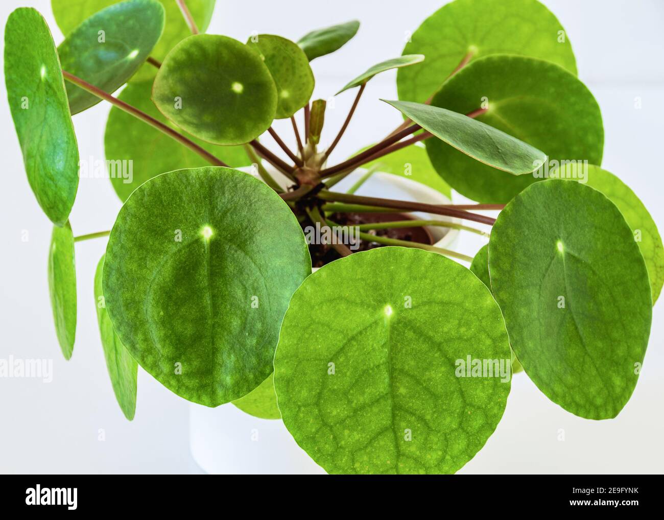 Gros plan sur la jolie usine chinoise de monnaie (pilea peperomioides) sur fond blanc. Détail moderne attrayant pour la maison sur fond blanc. Banque D'Images