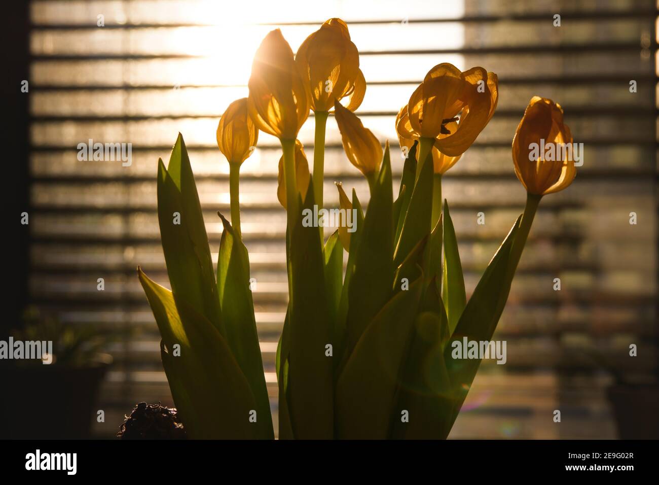 Tulipes jaunes rétroéclairées par le soleil Banque D'Images