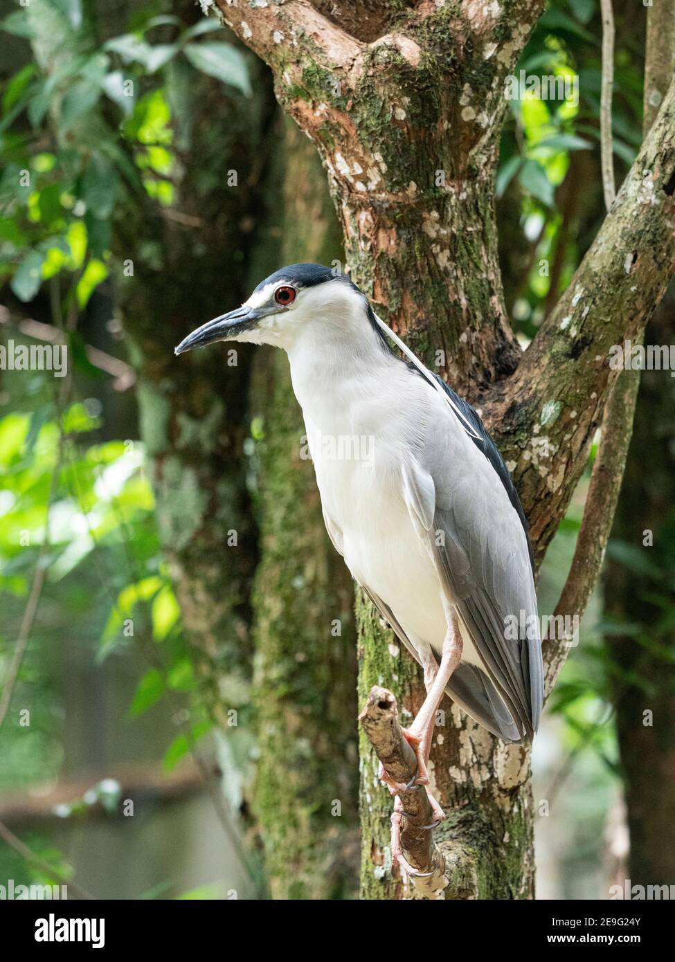 Héron de nuit captif à couronne noire, Nycticorax nycticorax, Parque das Aves, Foz do Iguaçu, État de Paraná, Brésil. Banque D'Images