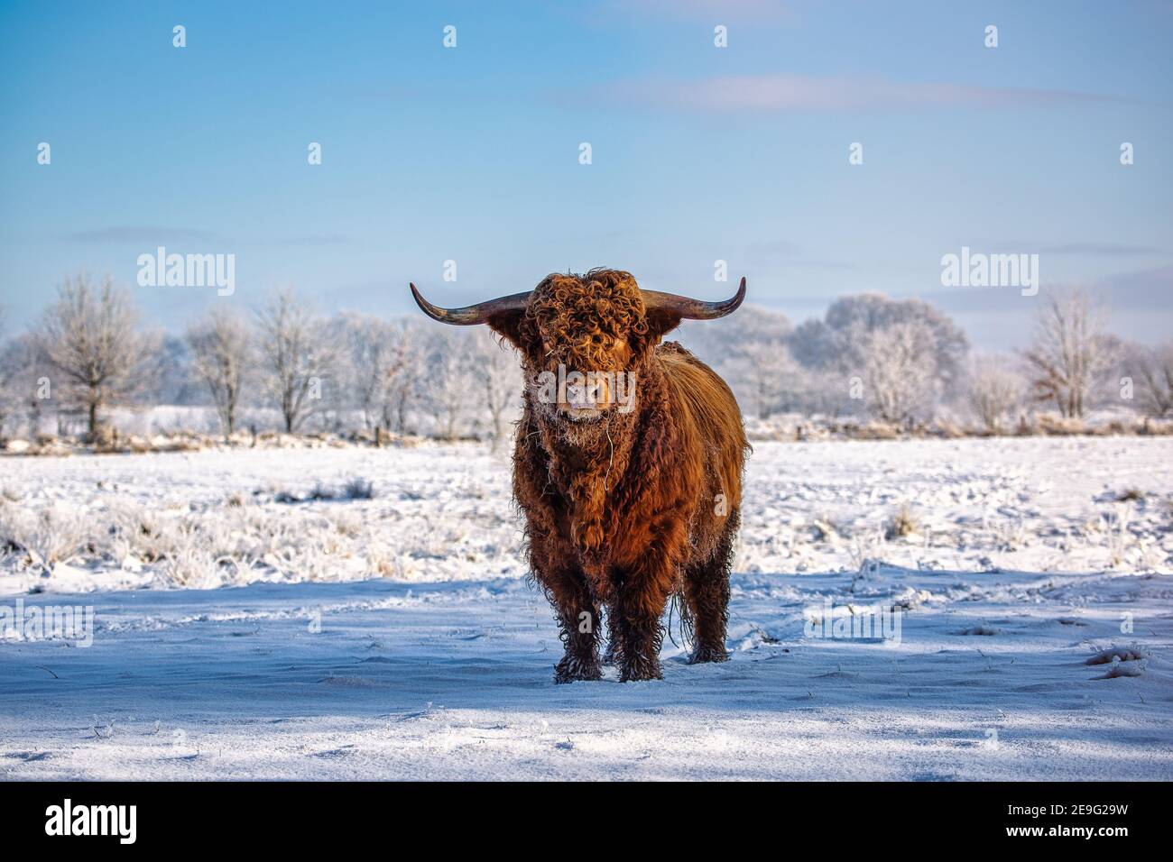 Bétail des Highlands sur un pré couvert de neige à Eastfrisa Banque D'Images
