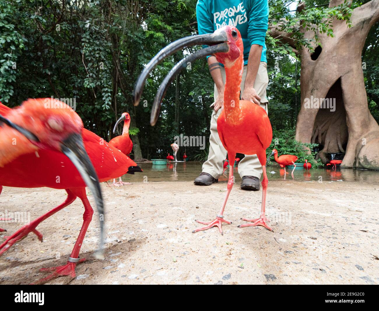 Escarpement captif ibis, Eudocimus ruber, Parque das Aves, Foz do Iguaçu, Etat de Paraná, Brésil. Banque D'Images