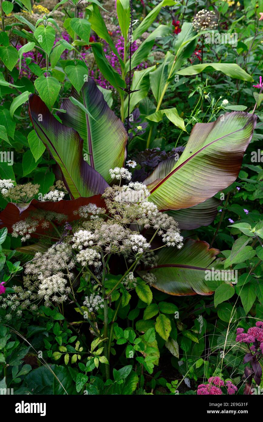 ensete ventricosum maurelii,feuilles,de,banane,feuillage,angelica,umbel,umbellifer,tropical,plante,plantes,plantation,jardin,été,frontière exotique,lit,plante mixte Banque D'Images