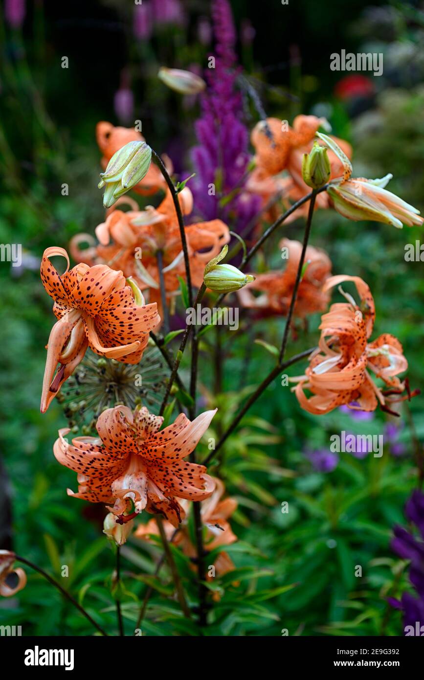 Lilium lancifolium flore Pleno,lys tigres,Lily tigrée double,fleurs orange speckled,plantation mixte Motif,Floraison,RM floral Banque D'Images