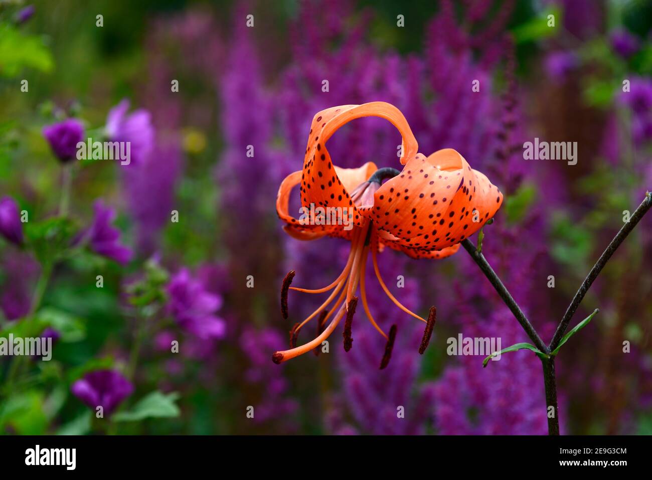 Lilium lancifolium tigrinum splendens,lys de tigres,Lily de tigres,fleurs d'oranger,Astilbe chinensis var Taquetii Purpurlanze, orange et violet flo Banque D'Images