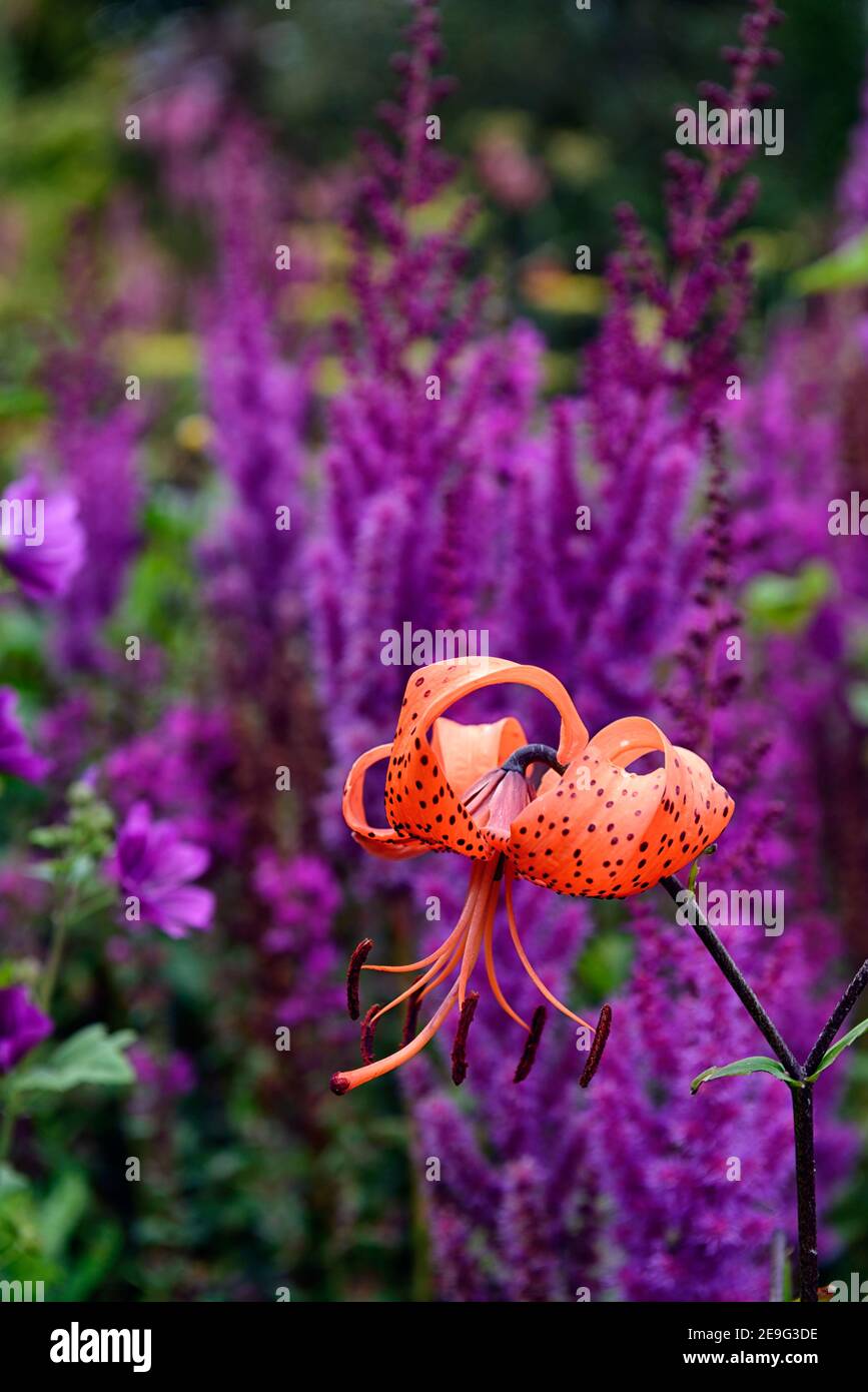 Lilium lancifolium tigrinum splendens,lys de tigres,Lily de tigres,fleurs d'oranger,Astilbe chinensis var Taquetii Purpurlanze, orange et violet flo Banque D'Images