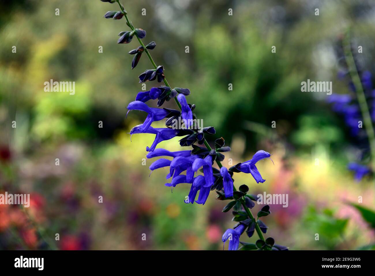 Salvia guaranitica Noir et fleur,Sage anis-Sancted, fleurs en trompette,Salvia à tige foncée,fleur,floraison,violet foncé fleurs bleues, salvias, tiges sombres Banque D'Images