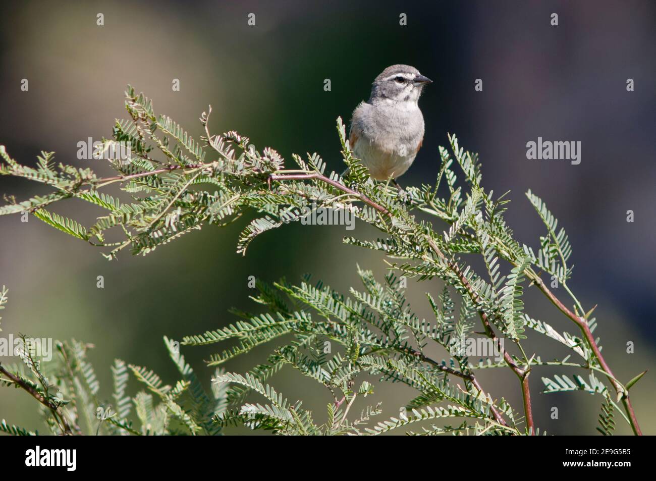 New World, gris clairsemée. Salta, Argentine Banque D'Images