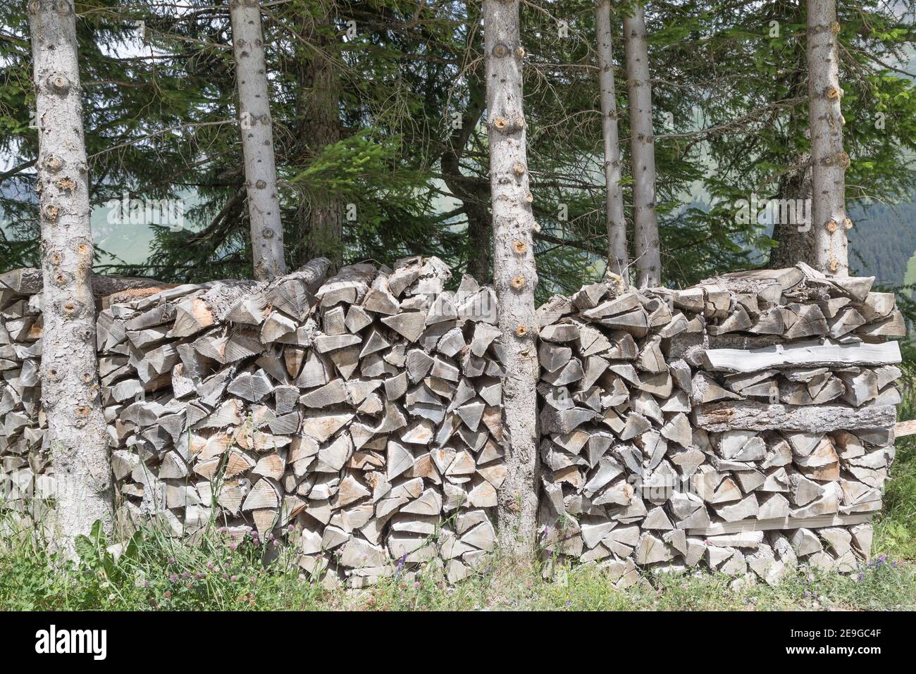 bois de chauffage empilés entre les arbres Banque D'Images