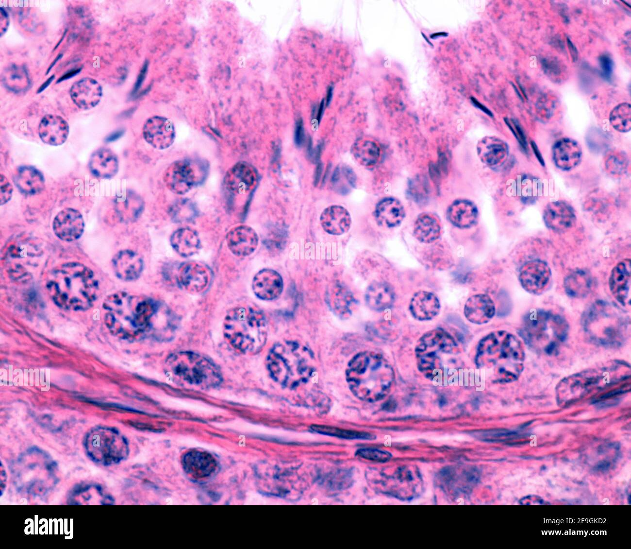 Micrographe à fort grossissement d'un tube séminifère. L'épithélium germinal montre les cellules de Sertoli, les spermatocytes primaires dans la méiose, les spermatides et Banque D'Images