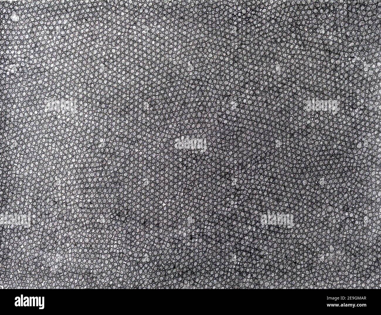 Micrographe à microscopie électronique à transmission (TEM) montrant une bordure en forme de pinceau (ou striée) dans la section transversale. Les microvillosités de cette cellule a de l'intestin grêle Banque D'Images