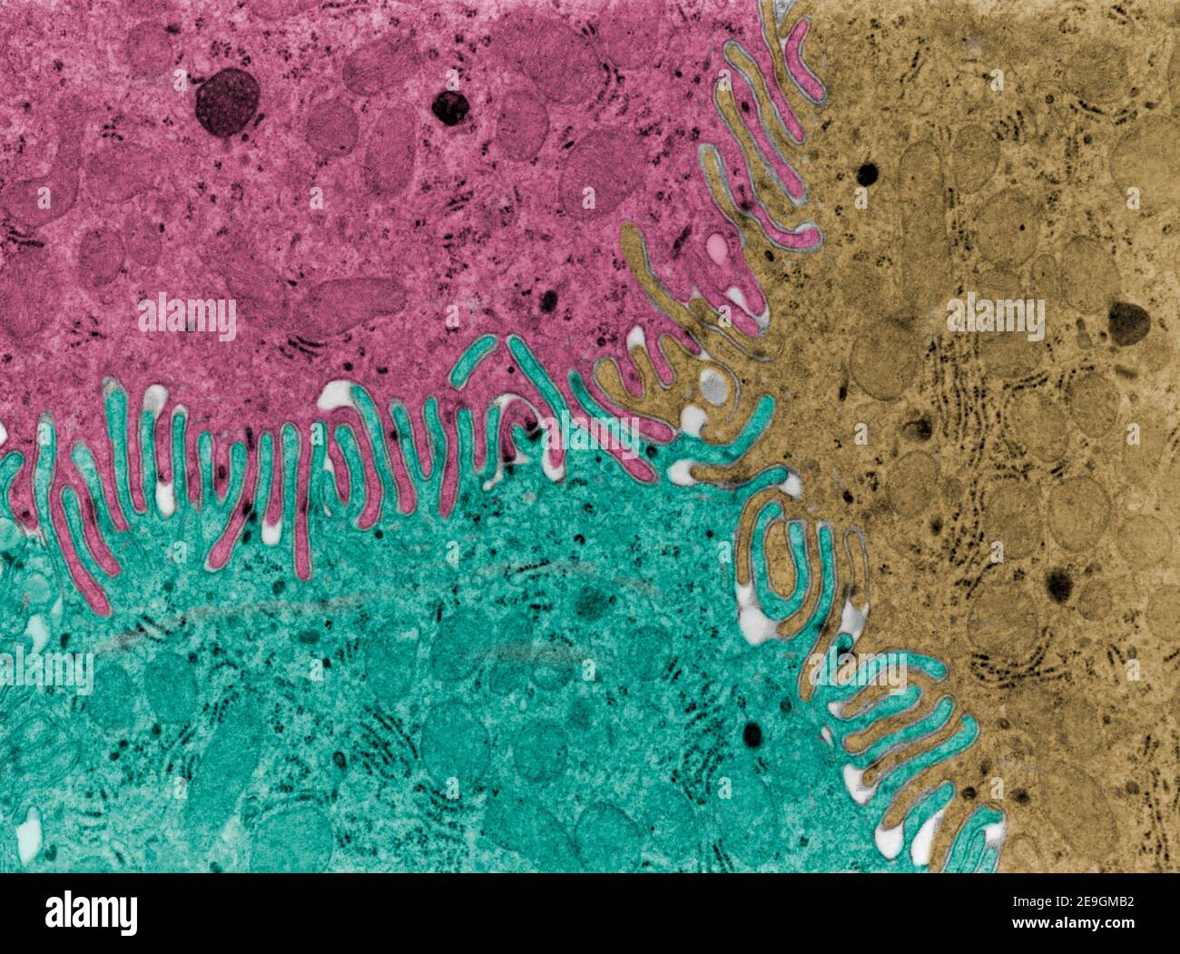 Le micrographe TEM (faux microscope électronique à transmission de couleurs) est très complexe interdigitations cellulaires reliant la surface latérale de quatre épit Banque D'Images