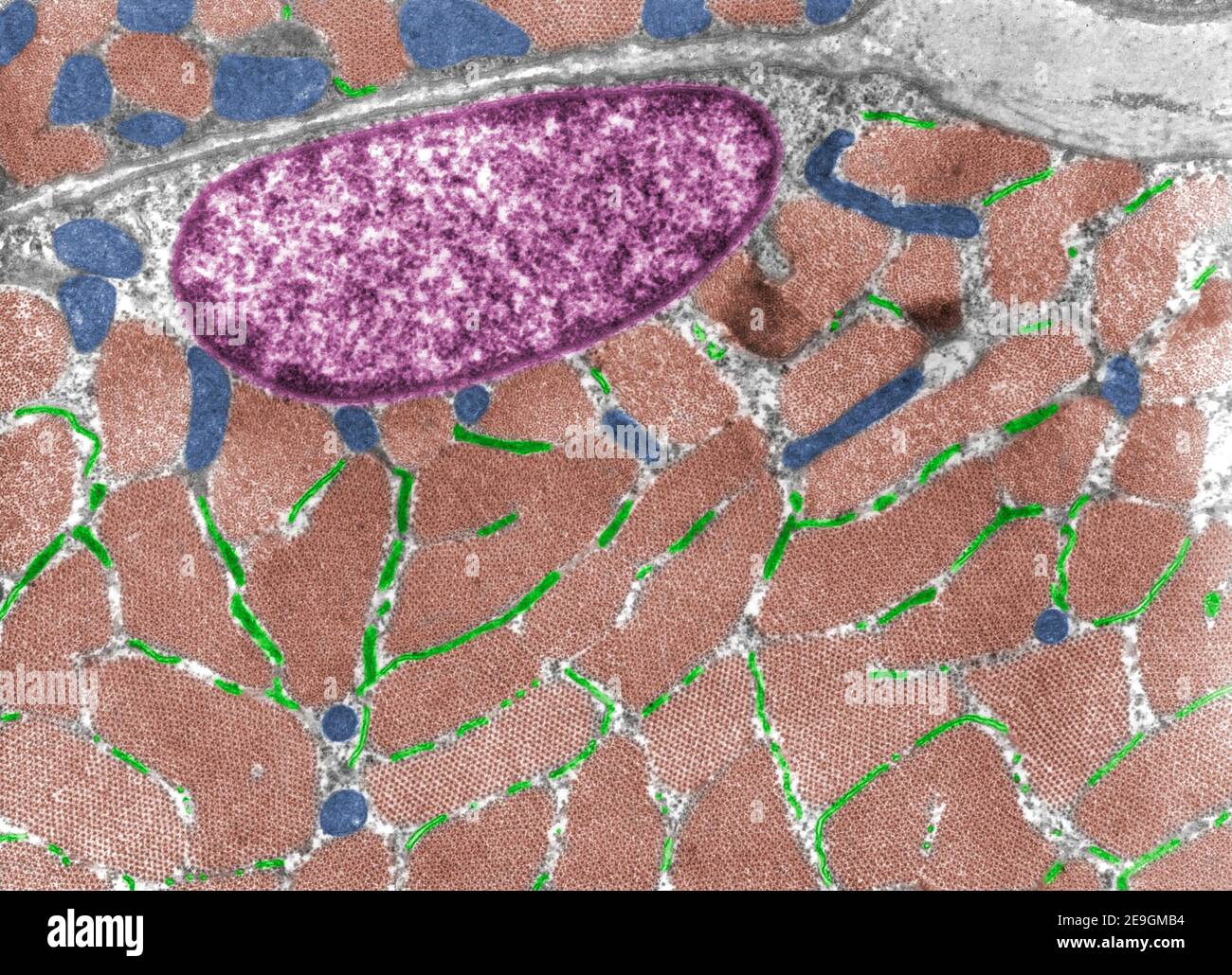 Micrographe à transmission de fausses couleurs (TEM) d'une cellule de muscle squelettique striée montrant des myofibrilles (brunes) à coupe croisée, mitochon Banque D'Images