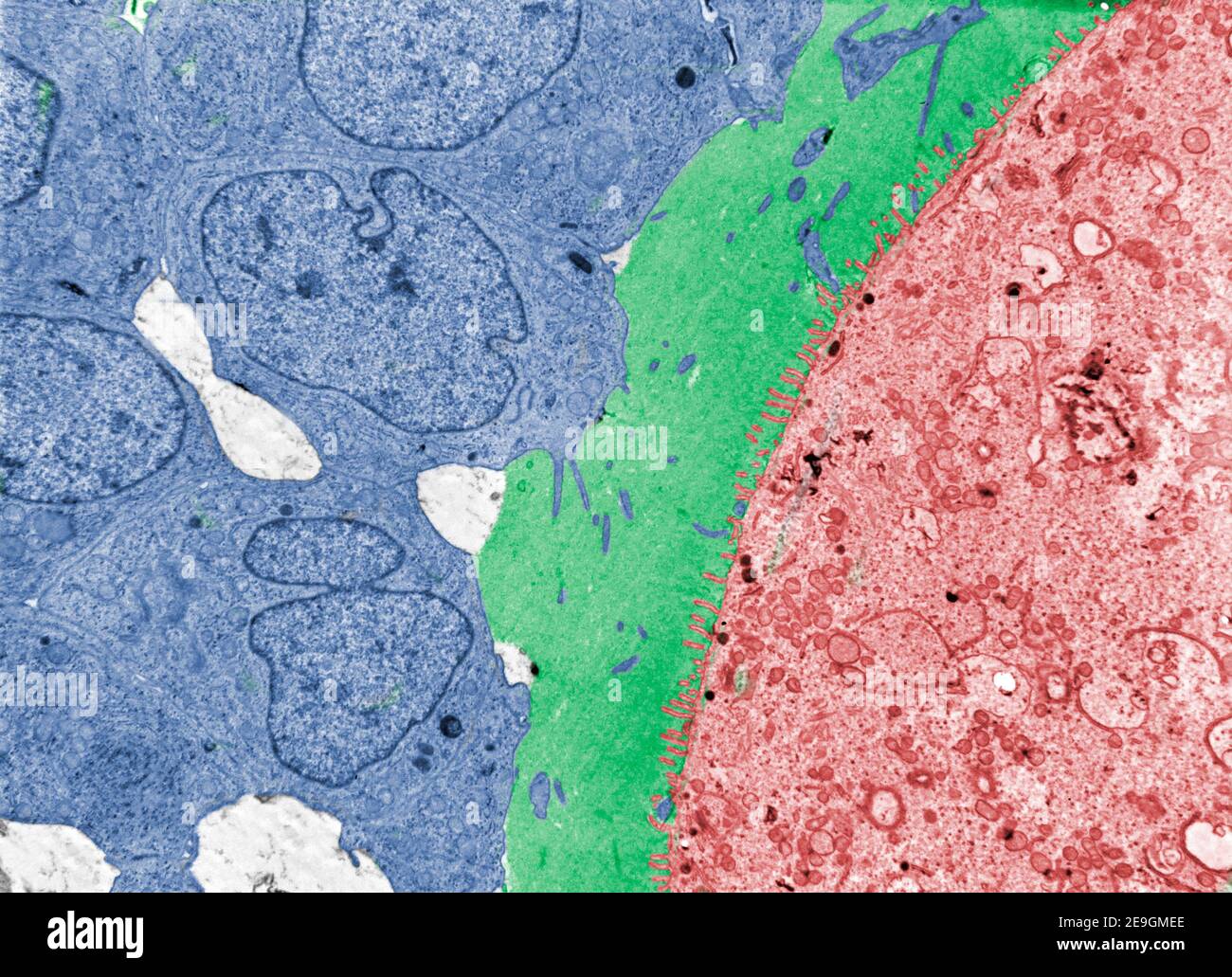 Micrographe à microscope électronique de fausse couleur montrant la zone pellucida (marron) situé entre les cellules ovocytes (bleues) et granuloses (vertes) du corona Banque D'Images