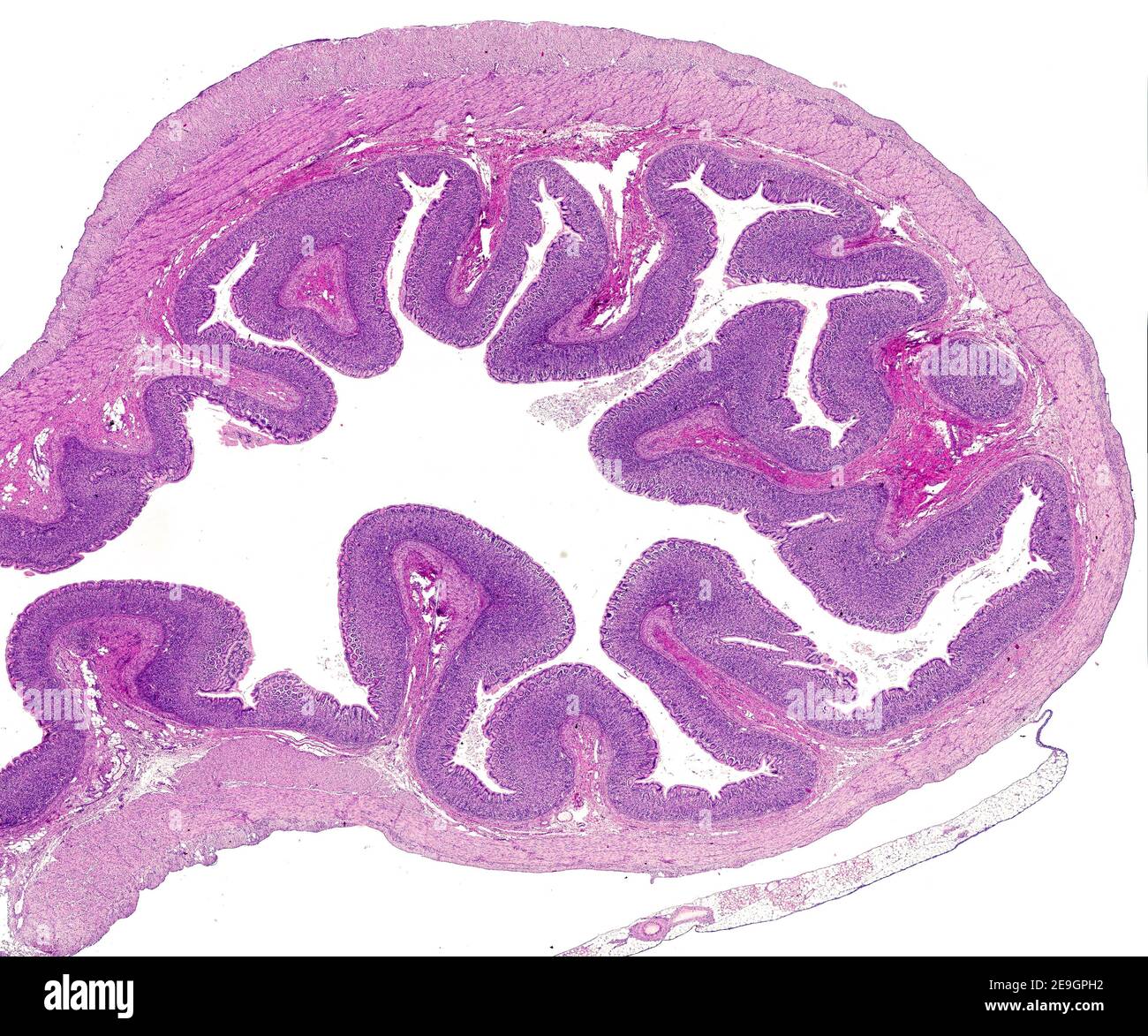Image à très faible grossissement de la paroi gastrique. La couche interne est la muqueuse qui montre beaucoup de plis. Dans l'axe de ces plis se trouve la sous-muqueuse. Poste Banque D'Images
