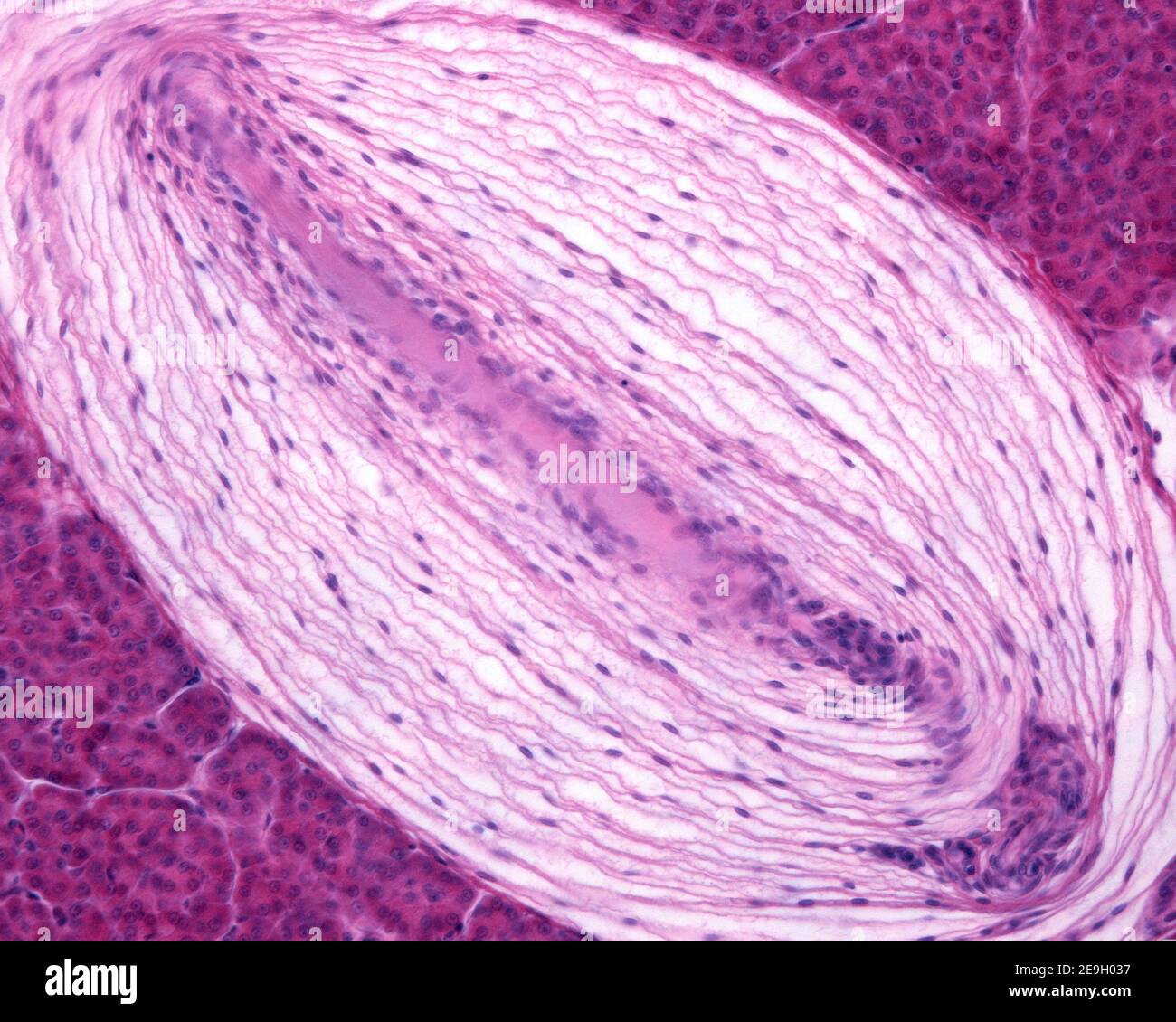 Section longitudinale d'un corpuscule Pacinian d'un pancréas de chat, montrant sa forme ovale. Bande rouge centrale correspondant à la fibre nerveuse Banque D'Images