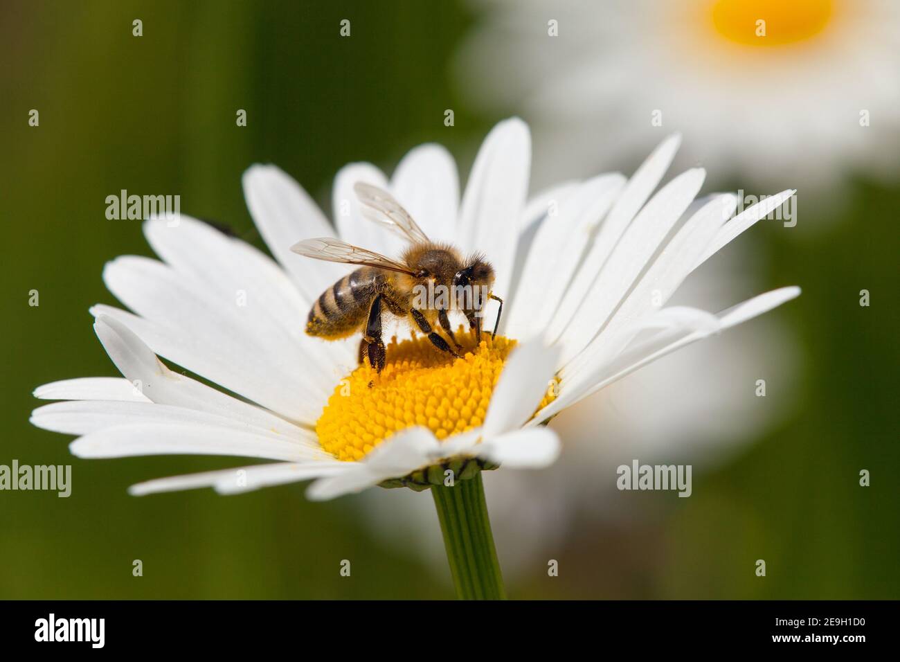 Détail de l'abeille dorée ou de l'abeille en latin APIs mellifera, abeille européenne ou occidentale assise sur la fleur blanche de la Marguerite commune Banque D'Images