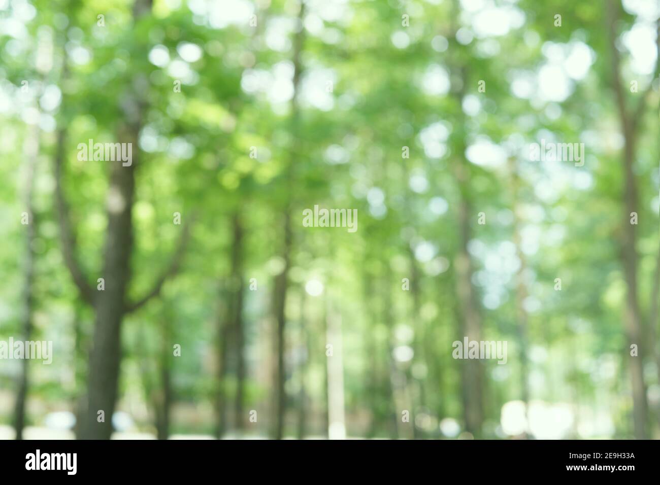 Forêt floue. Feuillage vert frais avec bokeh doux, arbres flous. Fond bio naturel. Été, soleil de printemps Banque D'Images