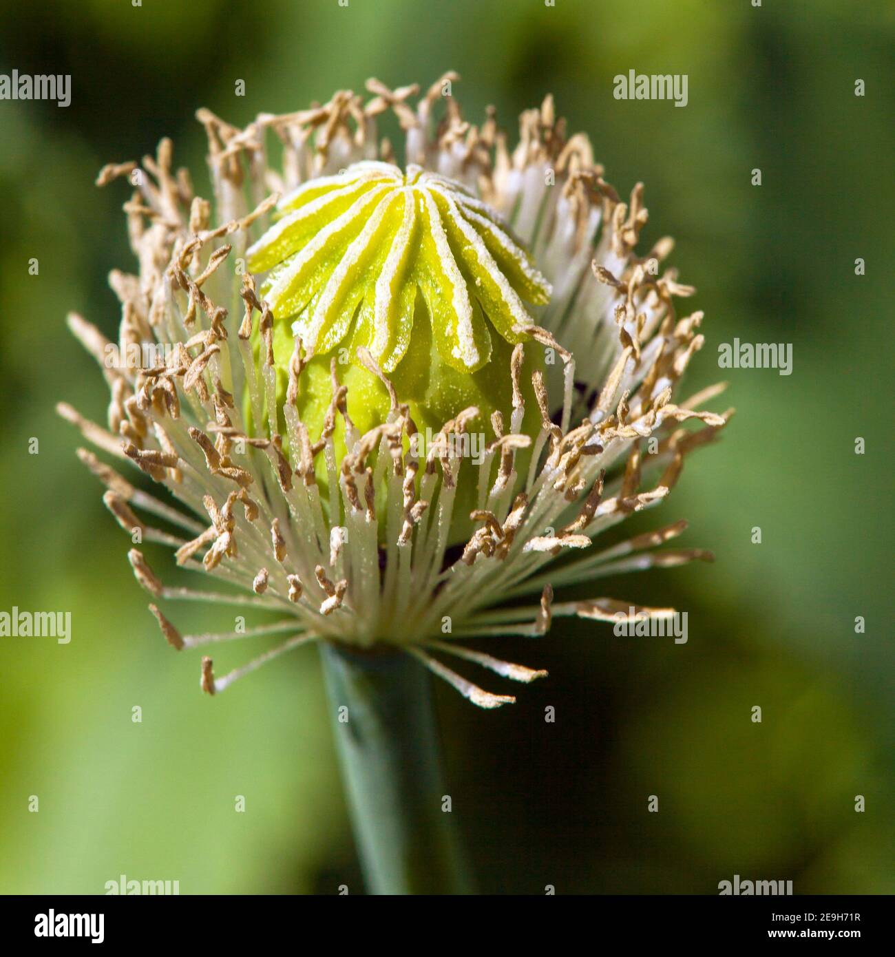 Détail du pavot à opium fleuri papaver somniferum Banque D'Images
