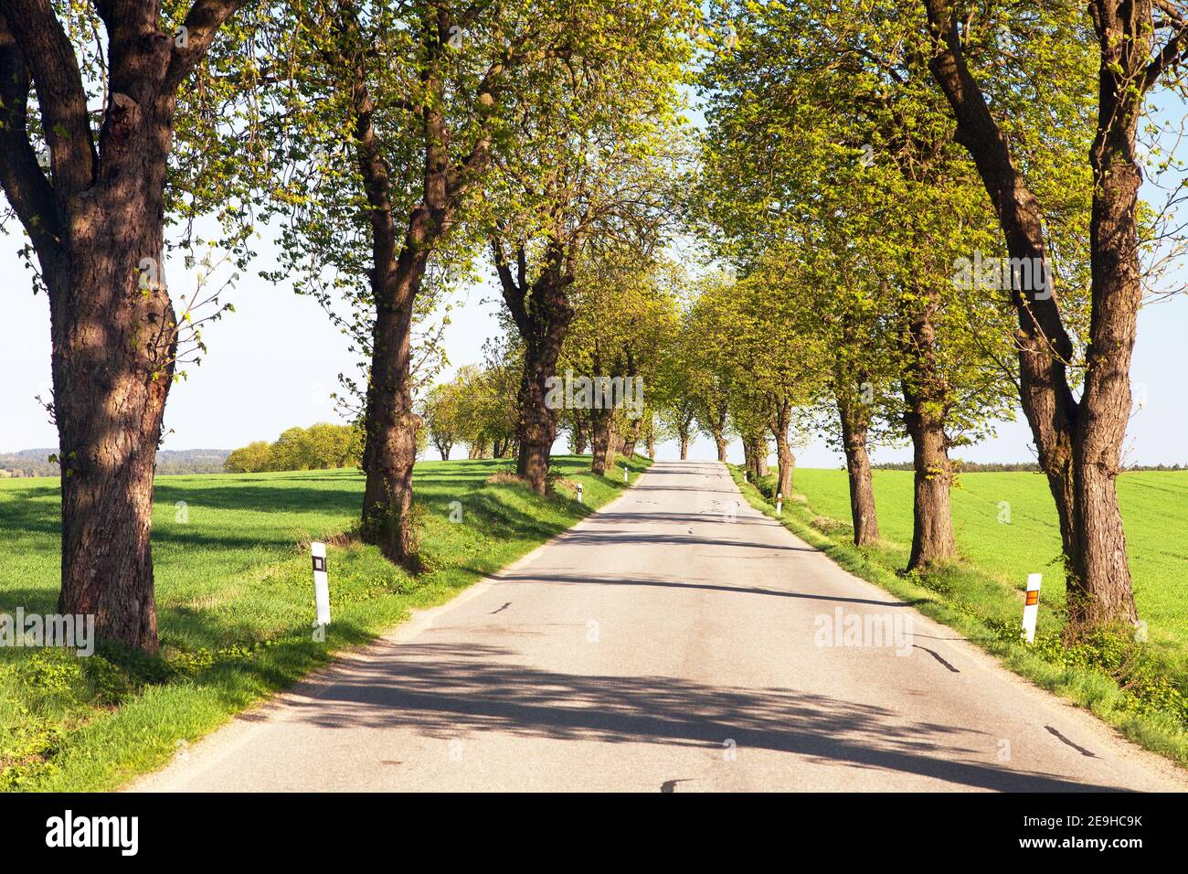 Temps de printemps aley de cheval-châtaigne (Aesculus hippocastanum) Banque D'Images