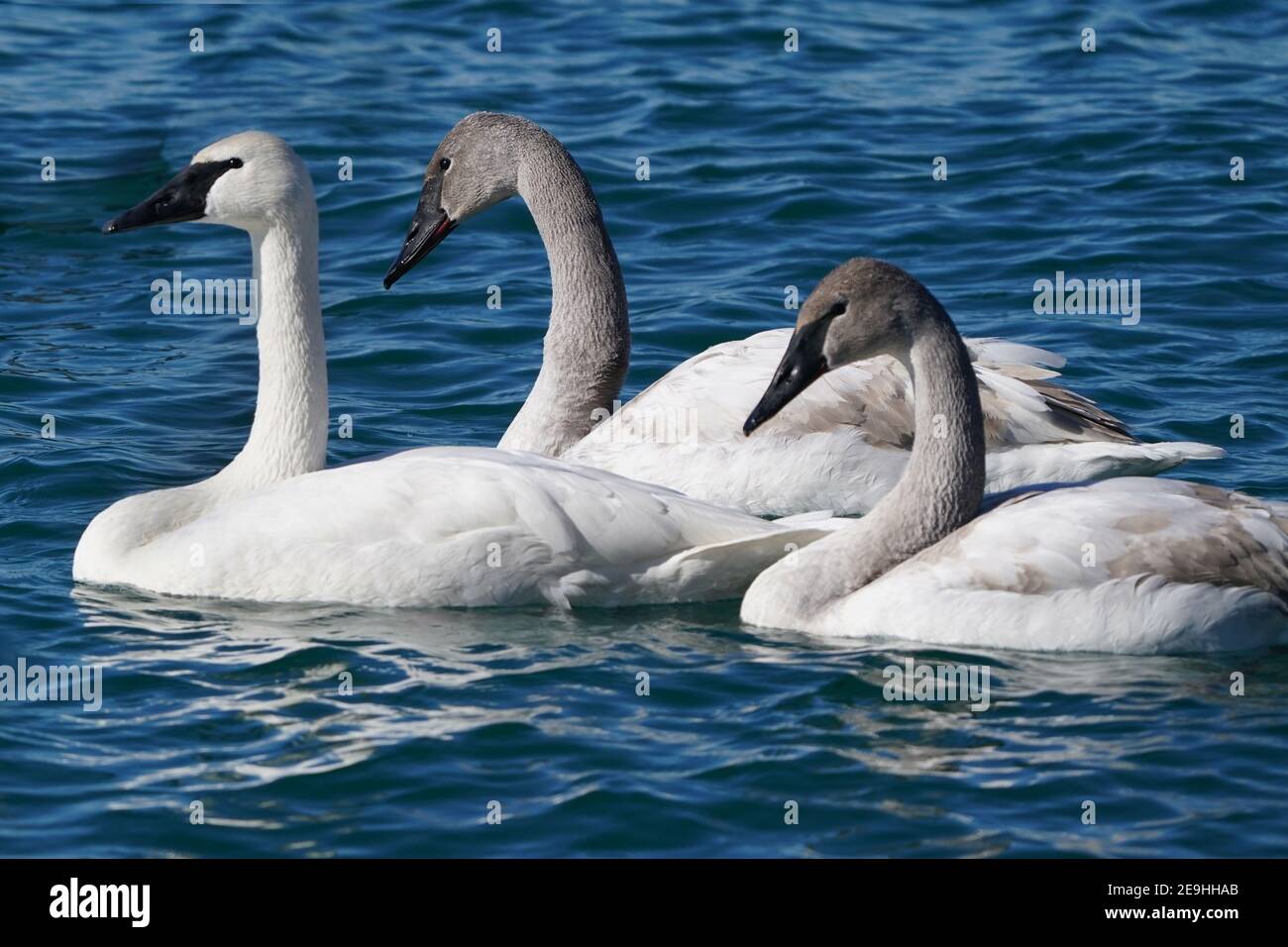 Famille de cygnes trompettes au port en hiver Banque D'Images