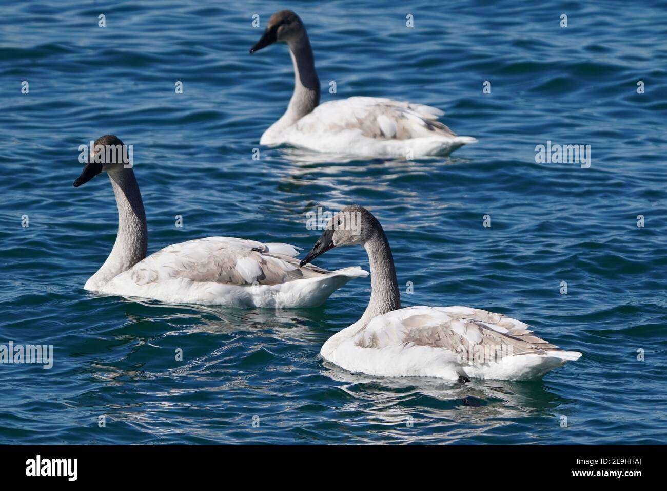Famille de cygnes trompettes au port en hiver Banque D'Images
