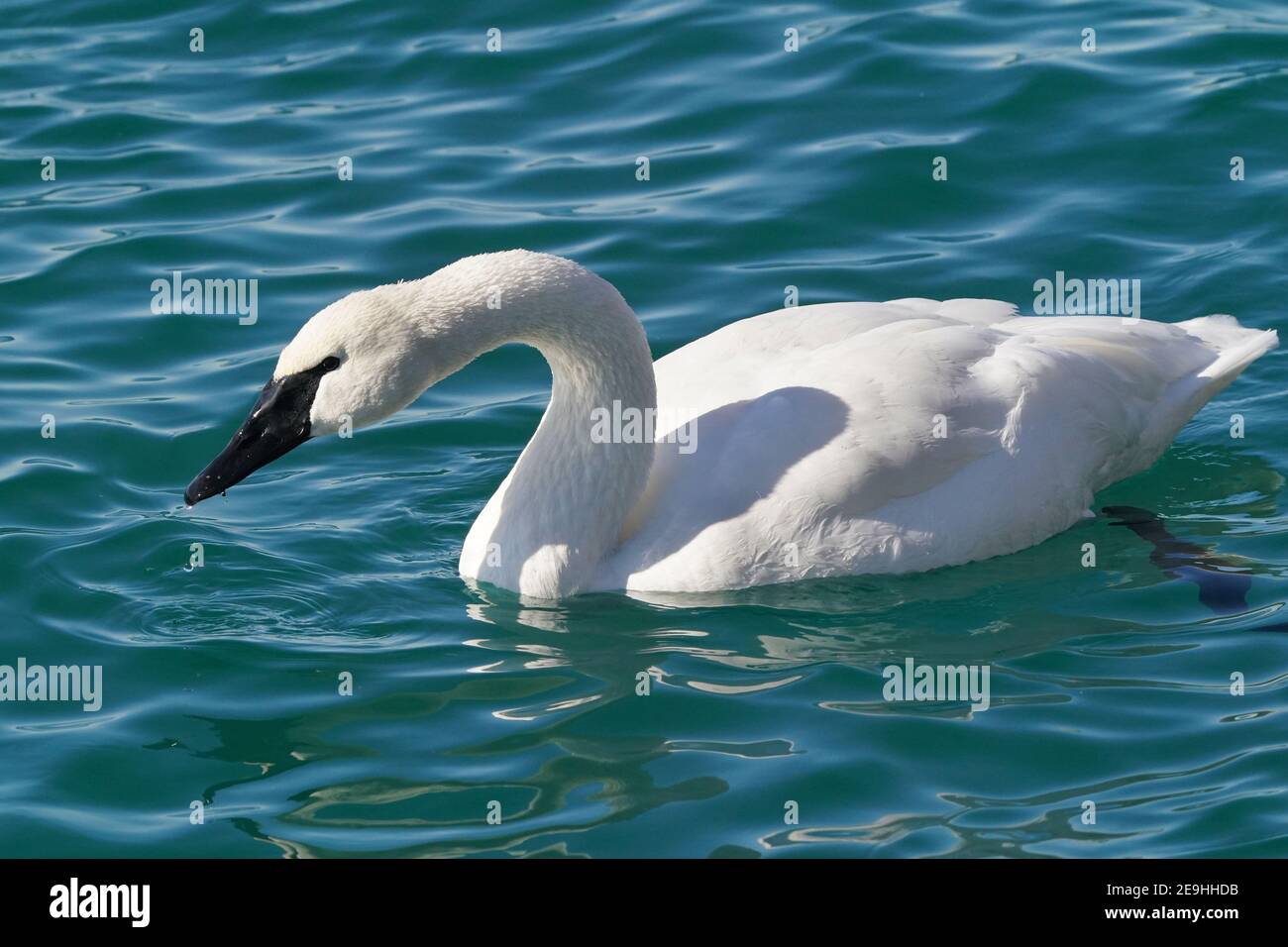 Famille de cygnes trompettes au port en hiver Banque D'Images