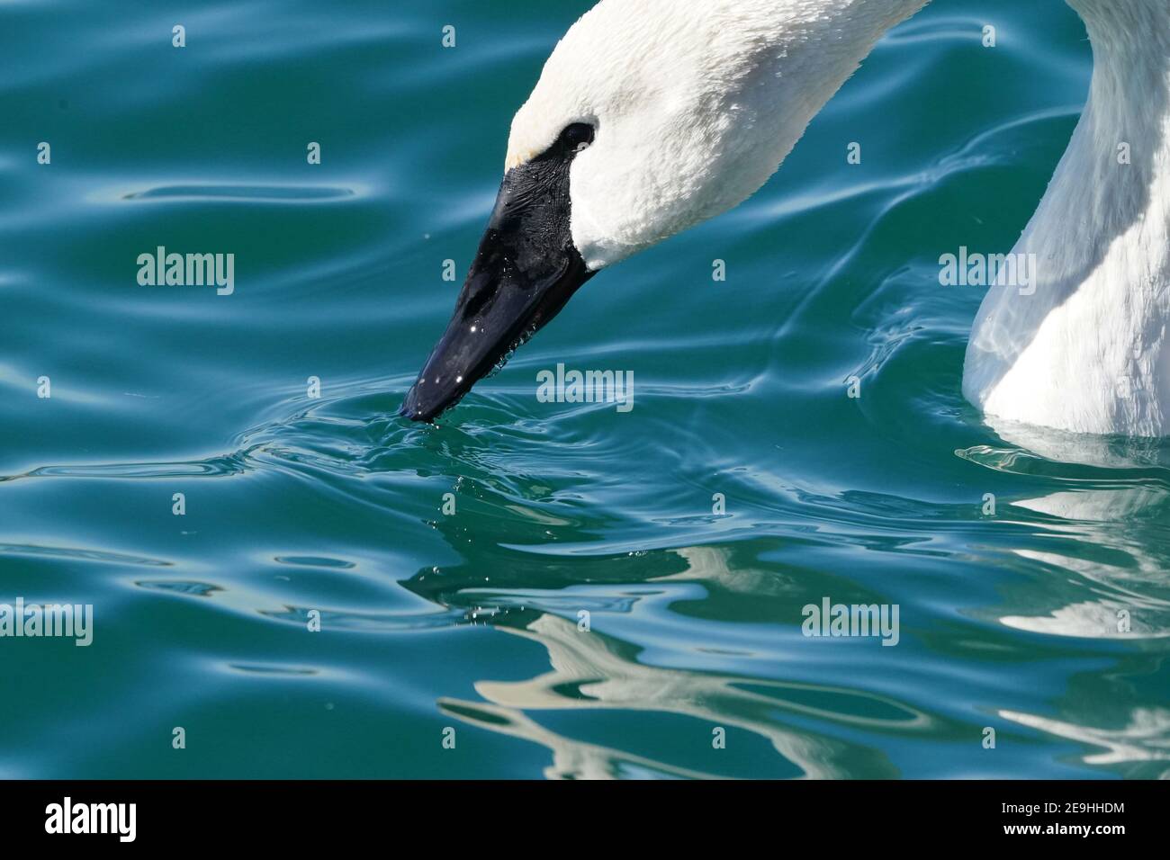 Famille de cygnes trompettes au port en hiver Banque D'Images