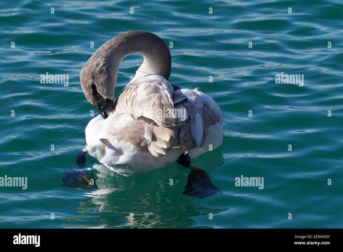 Famille de cygnes trompettes au port en hiver Banque D'Images