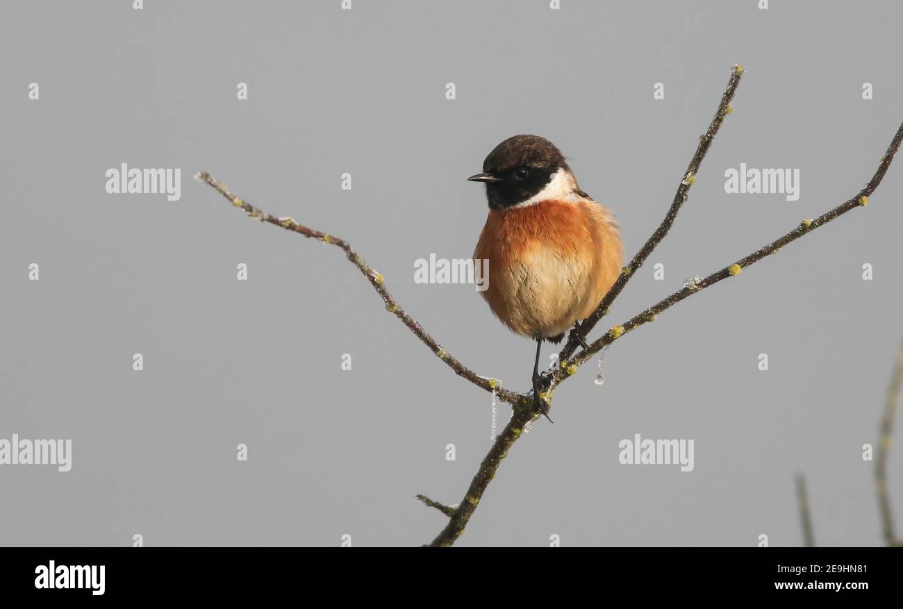 Un magnifique mâle Stonechat à Pitsford Reservoir sur un gelé Matin de décembre Banque D'Images