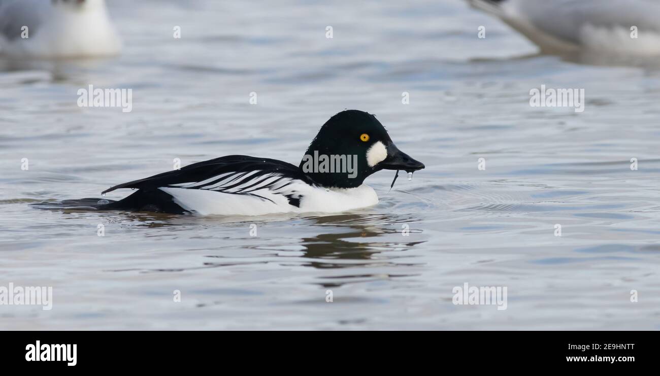 Nourrissant les yeux de Goldeneye et montrant bien loin du parking de la chaussée Au réservoir Pitsford Banque D'Images