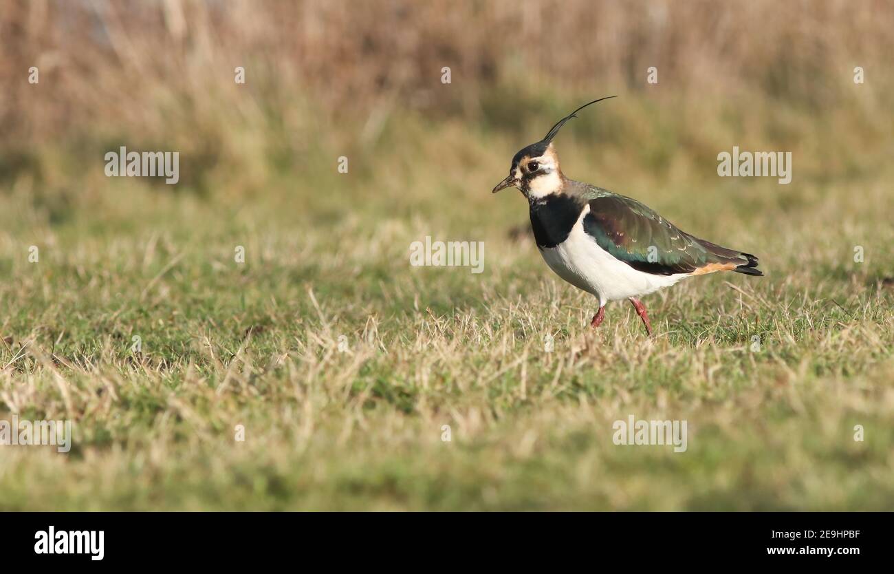 Lapwing se nourrissant sur le pré au réservoir Pitsford Banque D'Images