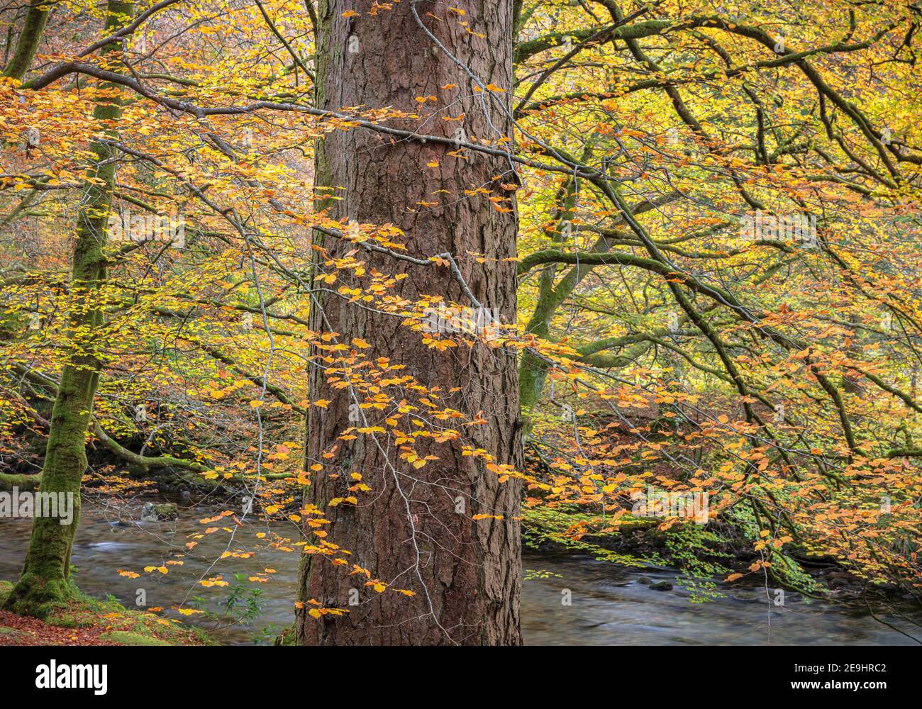 Glencoe, Écosse: Forêt de hêtres et de conifères en couleur d'automne sur la rivière COE Banque D'Images