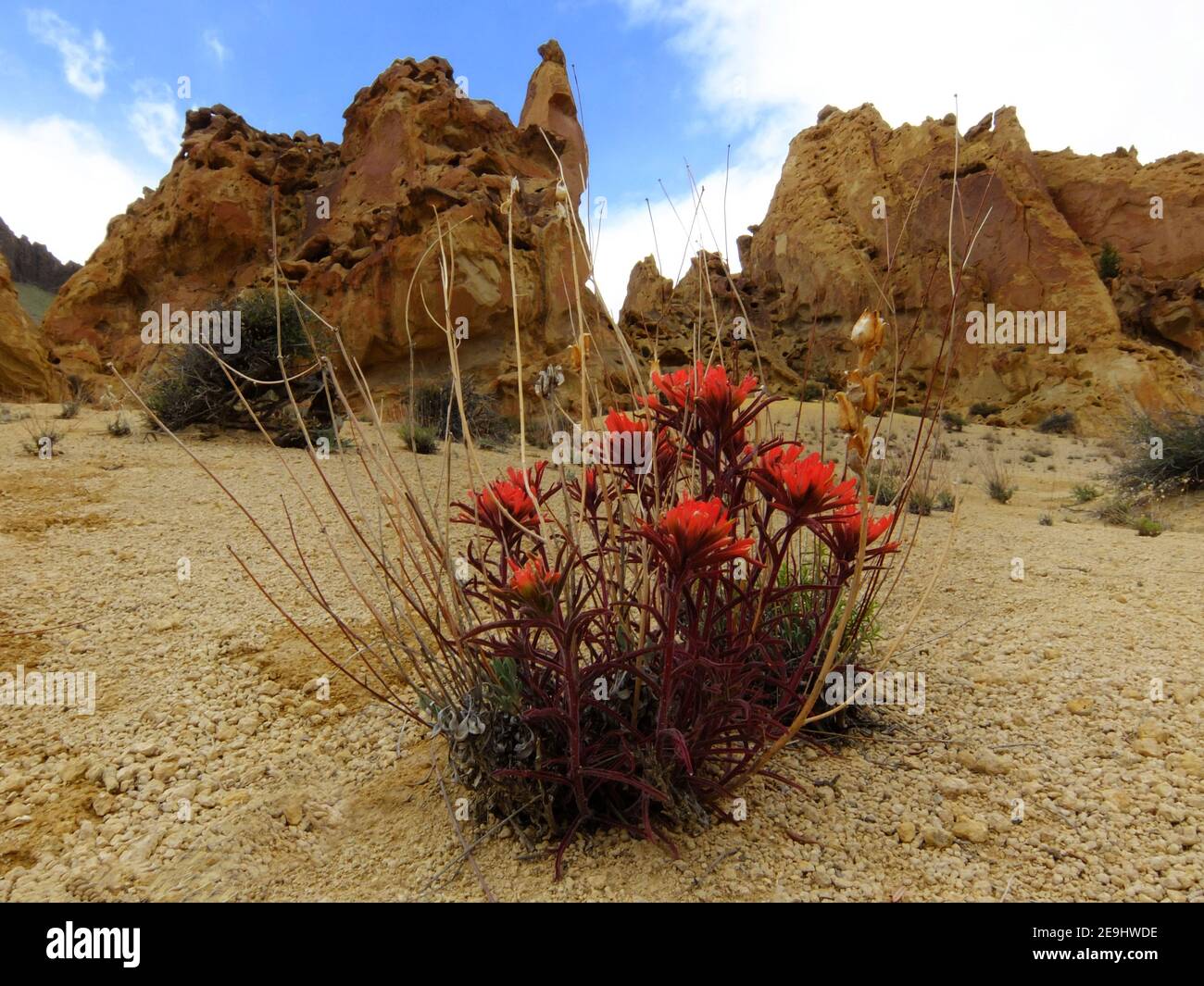 Paintbruch indien dans la zone d'étude de Leslie Gulch Wilderness de l'Oregon Banque D'Images