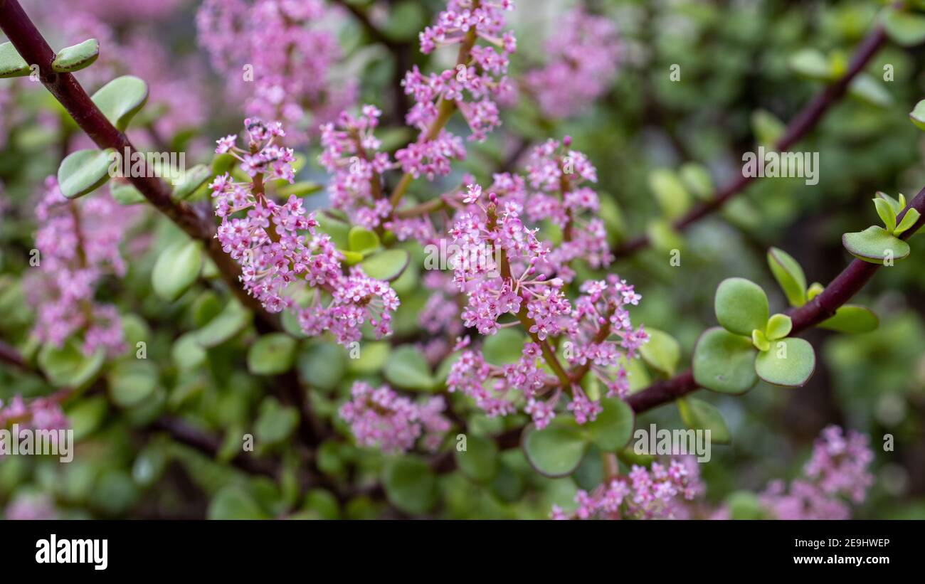 une plante de jade de 35 ans fleurit de rose Fleurs symbolisant la bonne chance au propriétaire le 4 février 2021 Banque D'Images