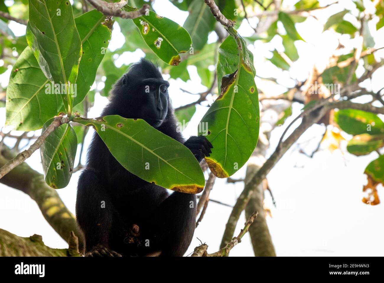 Parc national de Tangkok, réserve naturelle de Batuangus, singe macaque noir à crête, Celebes, Sulawesi du Nord, Indonésie Banque D'Images