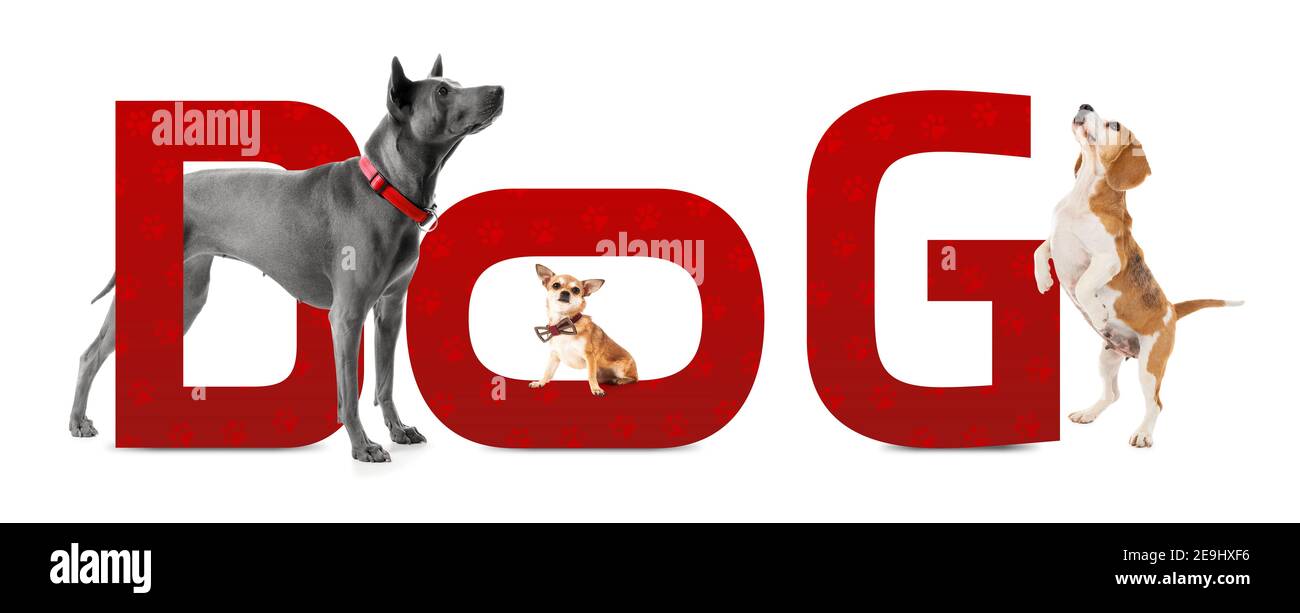 Collage de chiens mignons avec des lettres sur fond blanc Banque D'Images