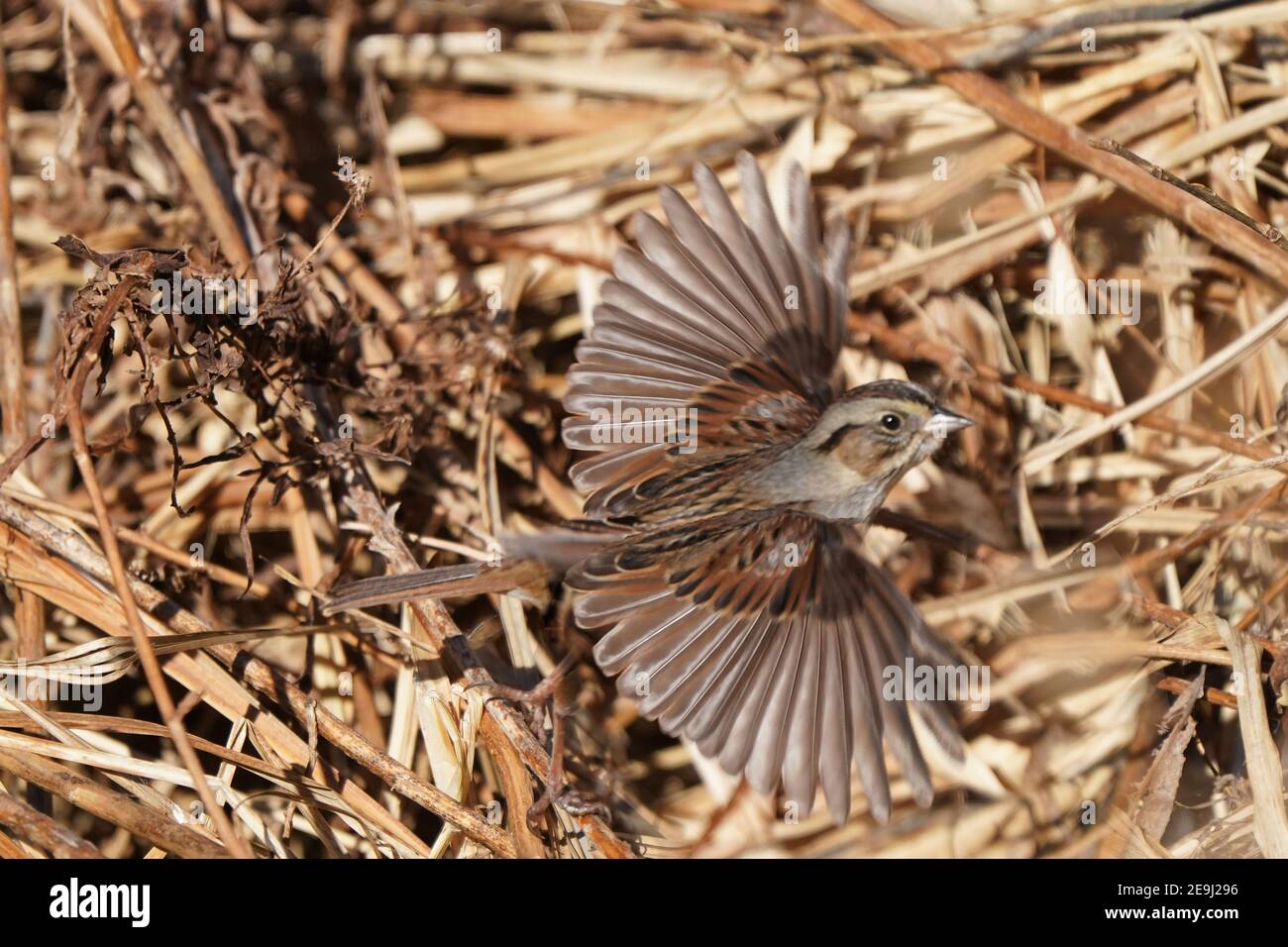 Marais Bruant en forêt en hiver Banque D'Images