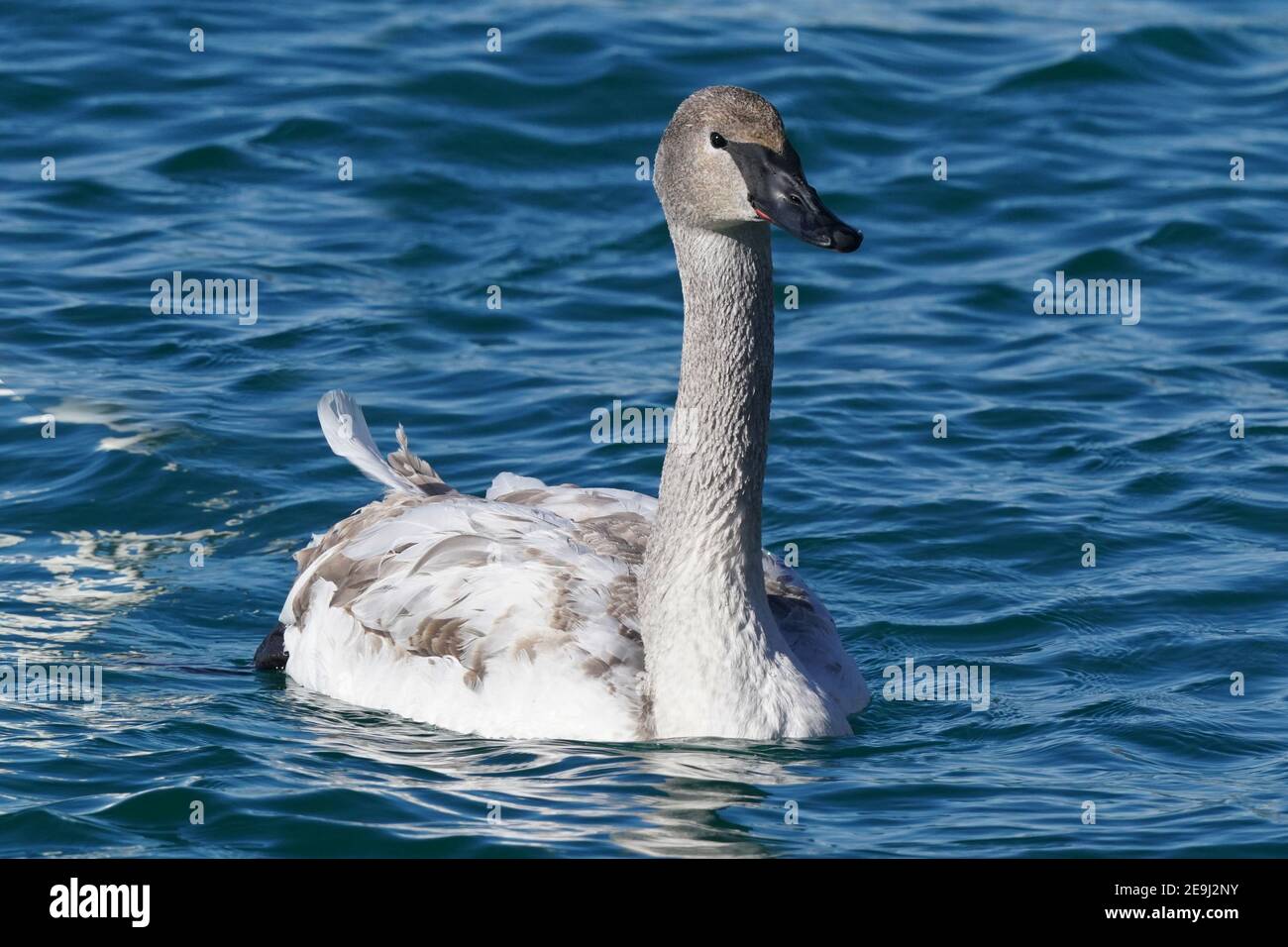 Famille de cygnes trompettes au port en hiver Banque D'Images