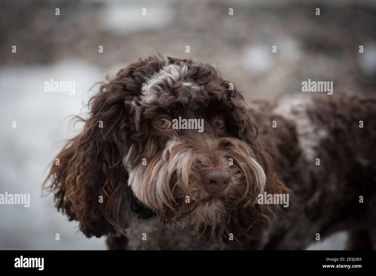 Gros plan d'un magnifique chien australien brun ladoodle qui est à la tête Banque D'Images
