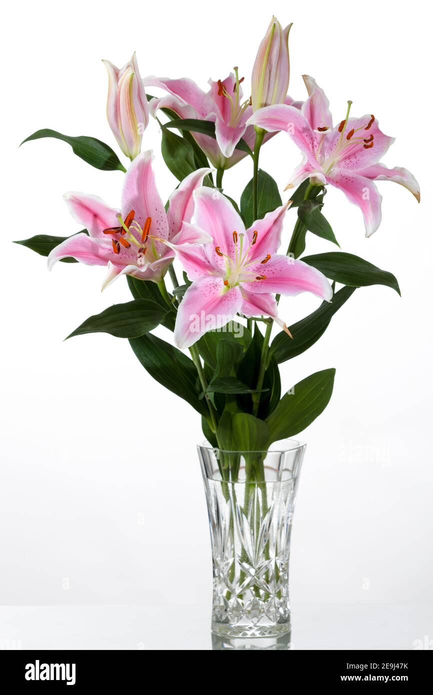 Hybride oriental 'Stargazer', Orientlilja (Lilium orientalis) Banque D'Images