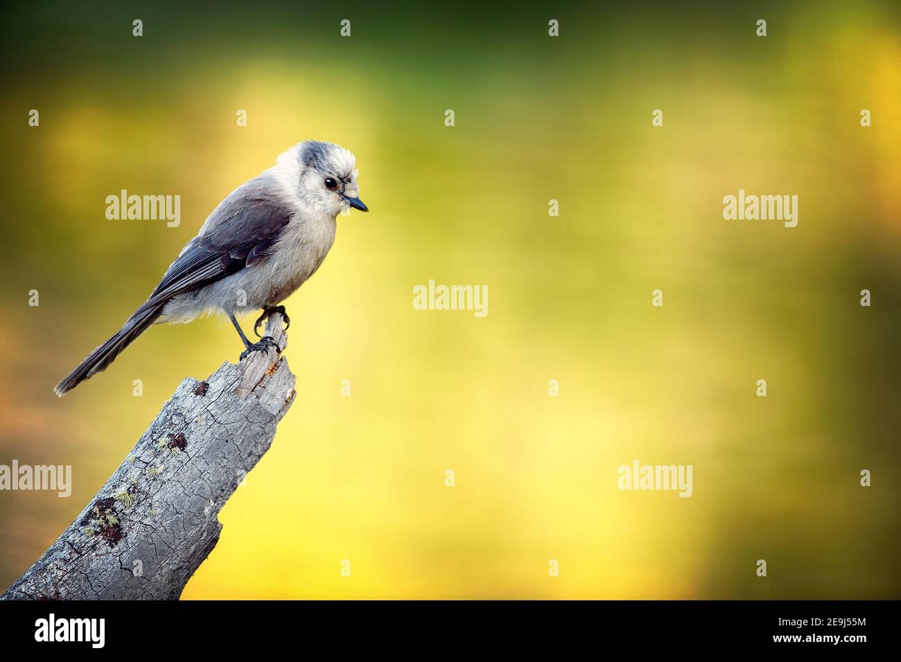 Le Jay du Canada (Perisoreus canadensis), également connu sous le nom de jay gris, jay gris, cambrioleur de camp ou whisky jack dans le parc national de Grand Teton, Wyoming Banque D'Images