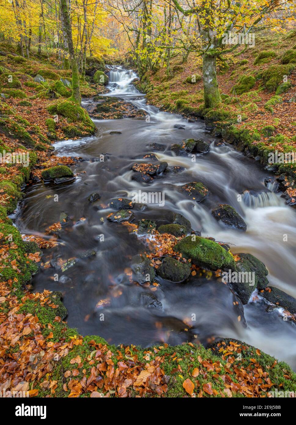 WESTERN Highlands, Écosse: Petit ruisseau dans la forêt de hêtre d'automne à Strathglass Banque D'Images