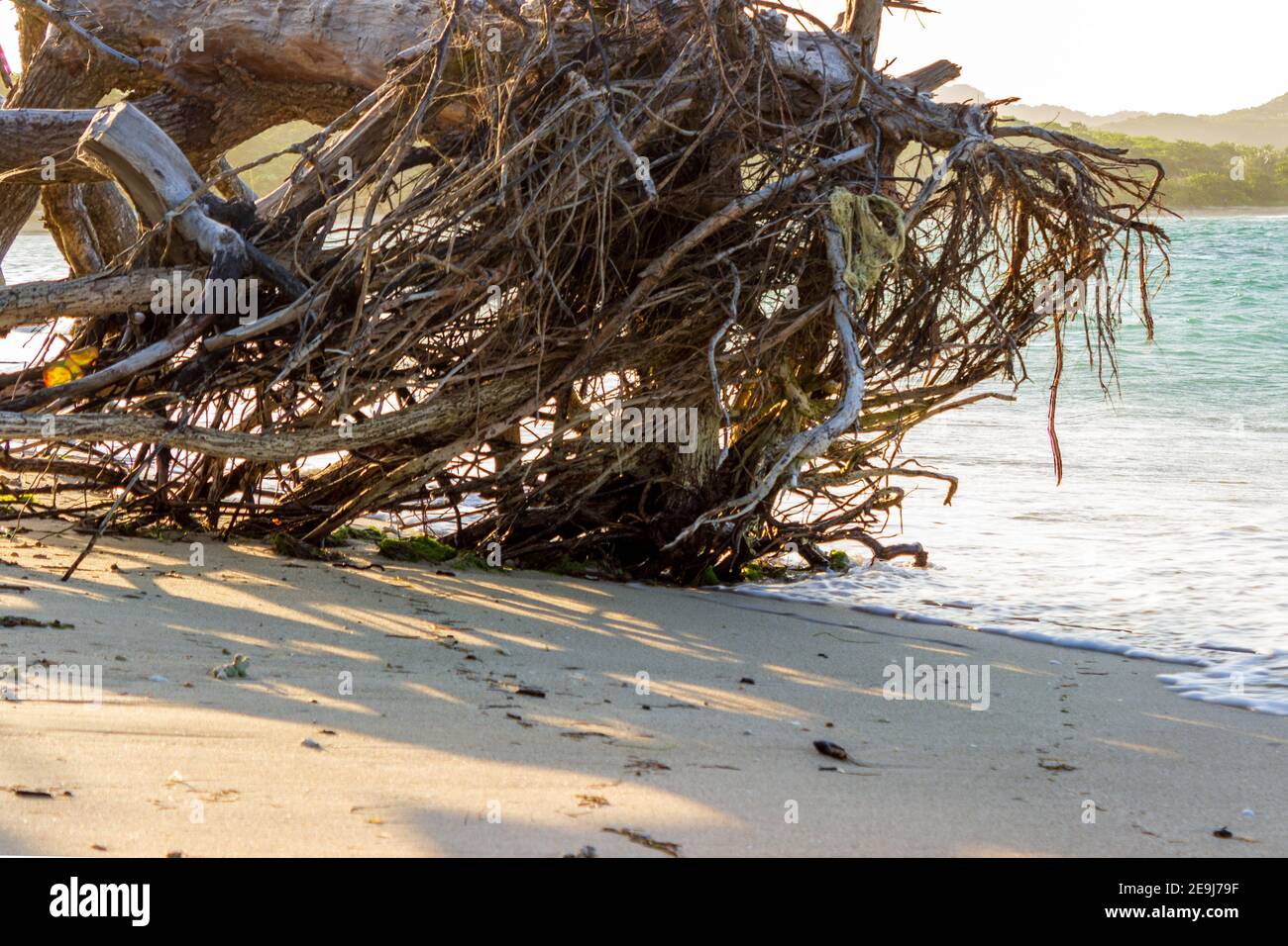 Driftwood se trouve sur la plage de la côte nord de la République dominicaine. Banque D'Images