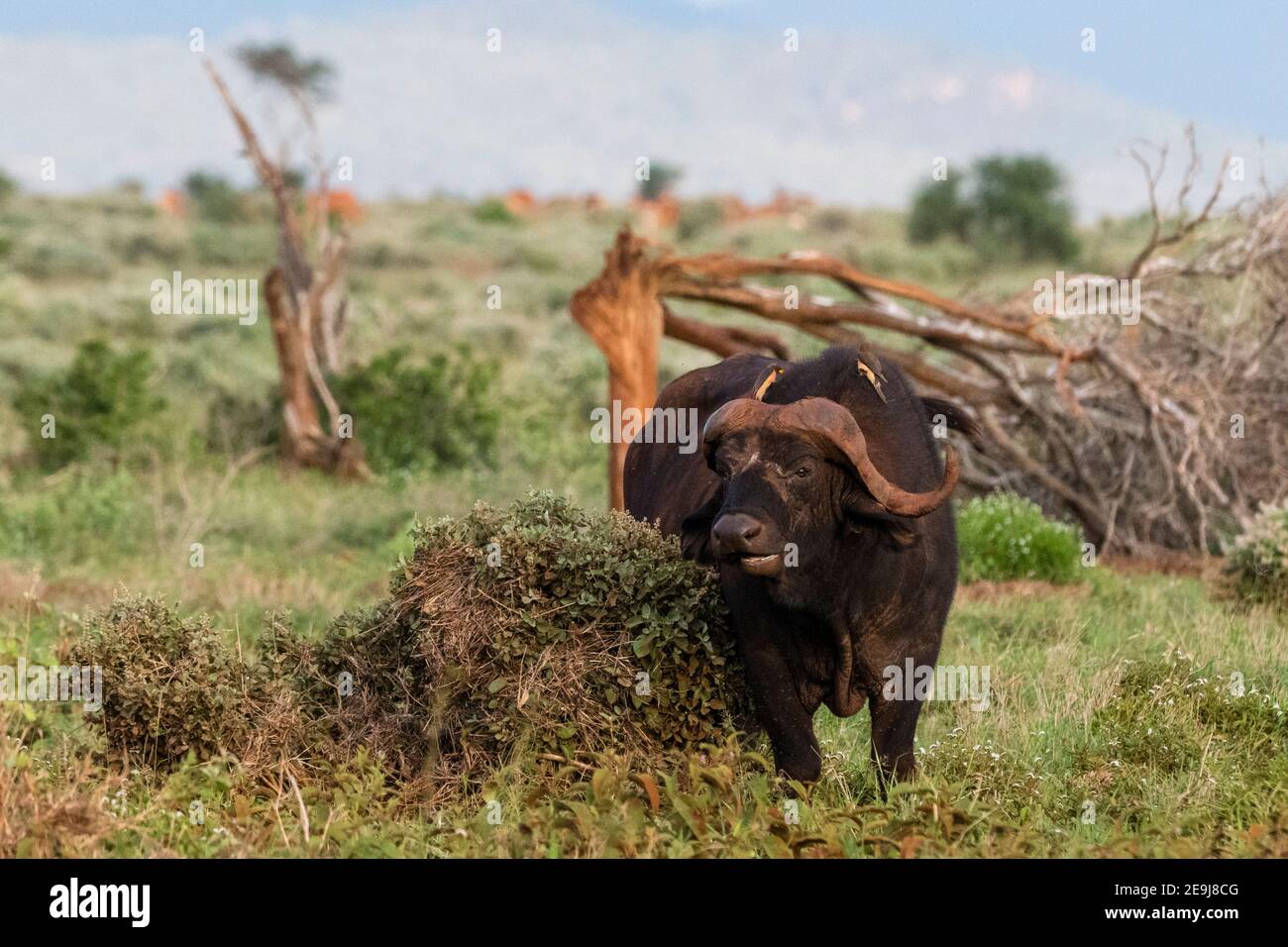Buffle africain (Syncerus caffer), Tsavo, Kenya. Banque D'Images